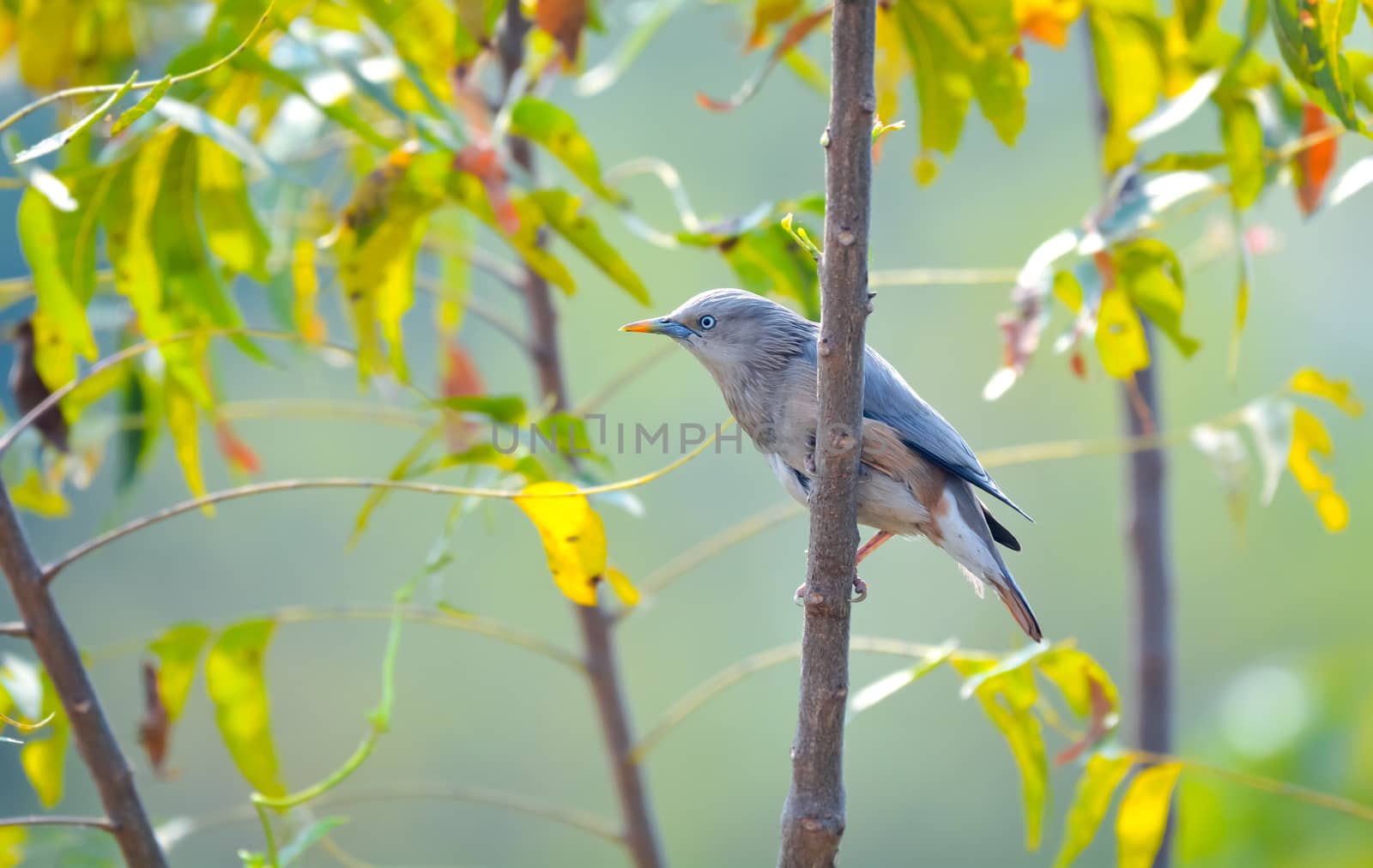 Chestnut-tailed starling sitting on a tree branch by rkbalaji