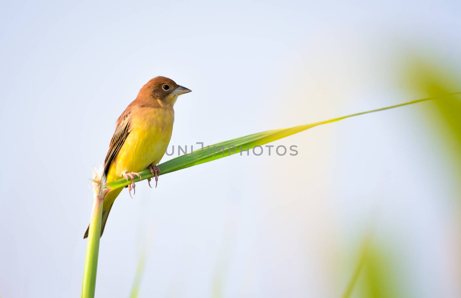 The red-headed bunting is a passerine bird in the bunting family Emberizidae, a group now separated by most modern authors from the finches, Fringillidae.