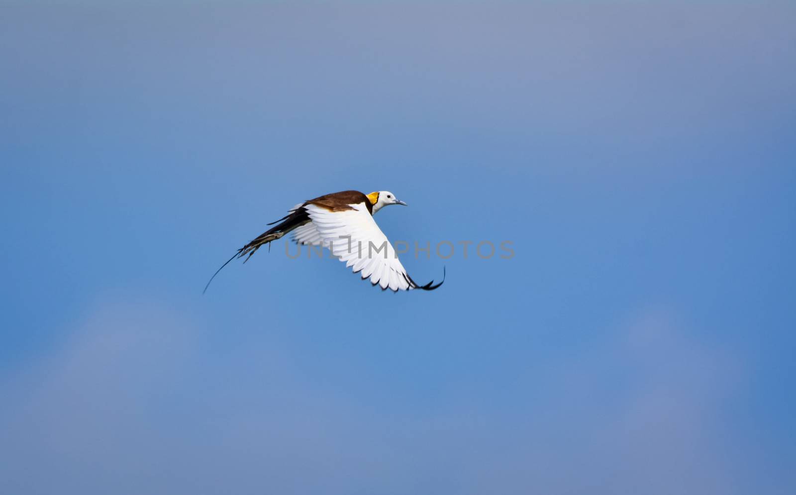 Pheasant-tailed jacana flying over green farm field by rkbalaji