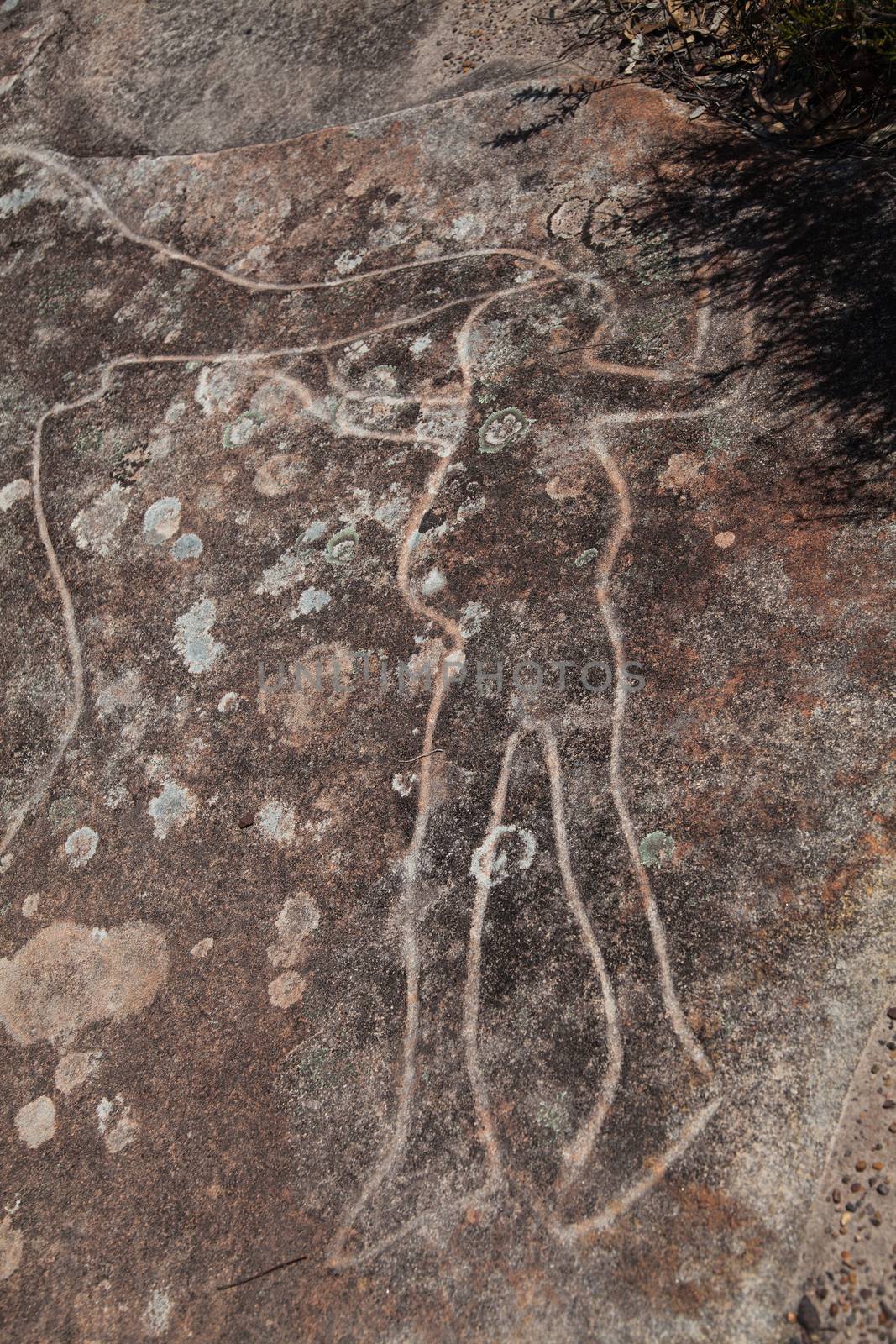 Dharawal etchings or petroglyphs, Bundeena NSW Australia. A rock etching of a man and kangaroo, ancient Aboriginal rock platform carvings