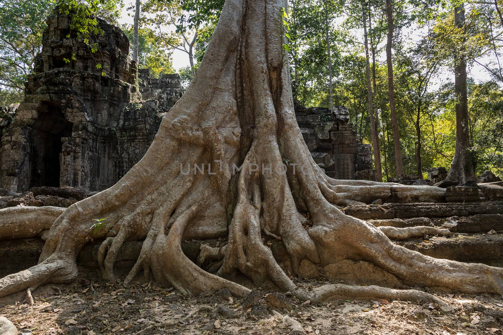 Ta Prohm, Angkor Wat, Cambodia, trees engulfing the temple structures with roots by kgboxford