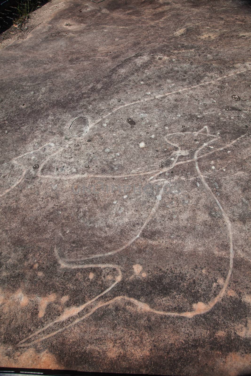 Dharawal etchings or petroglyphs, Bundeena NSW Australia. A rock etching of a kangaroo, ancient Aboriginal rock platform carvings