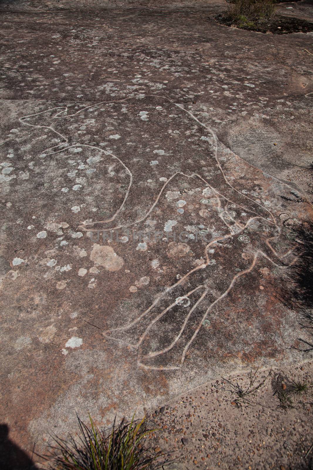 Dharawal etchings or petroglyphs, Bundeena NSW Australia by kgboxford