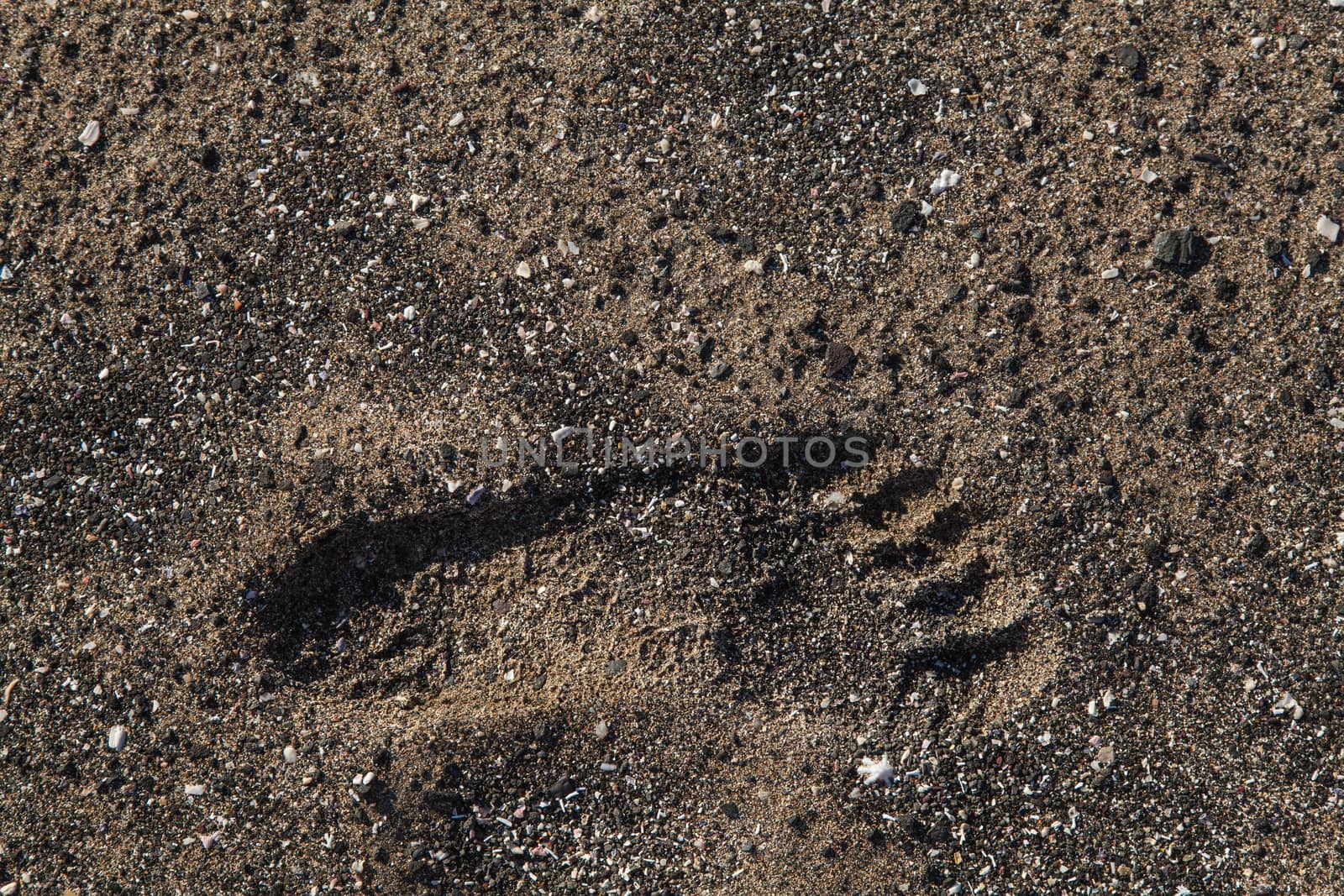 A single footprint in sand on beach. left foot. low sun with great texture. High quality photo