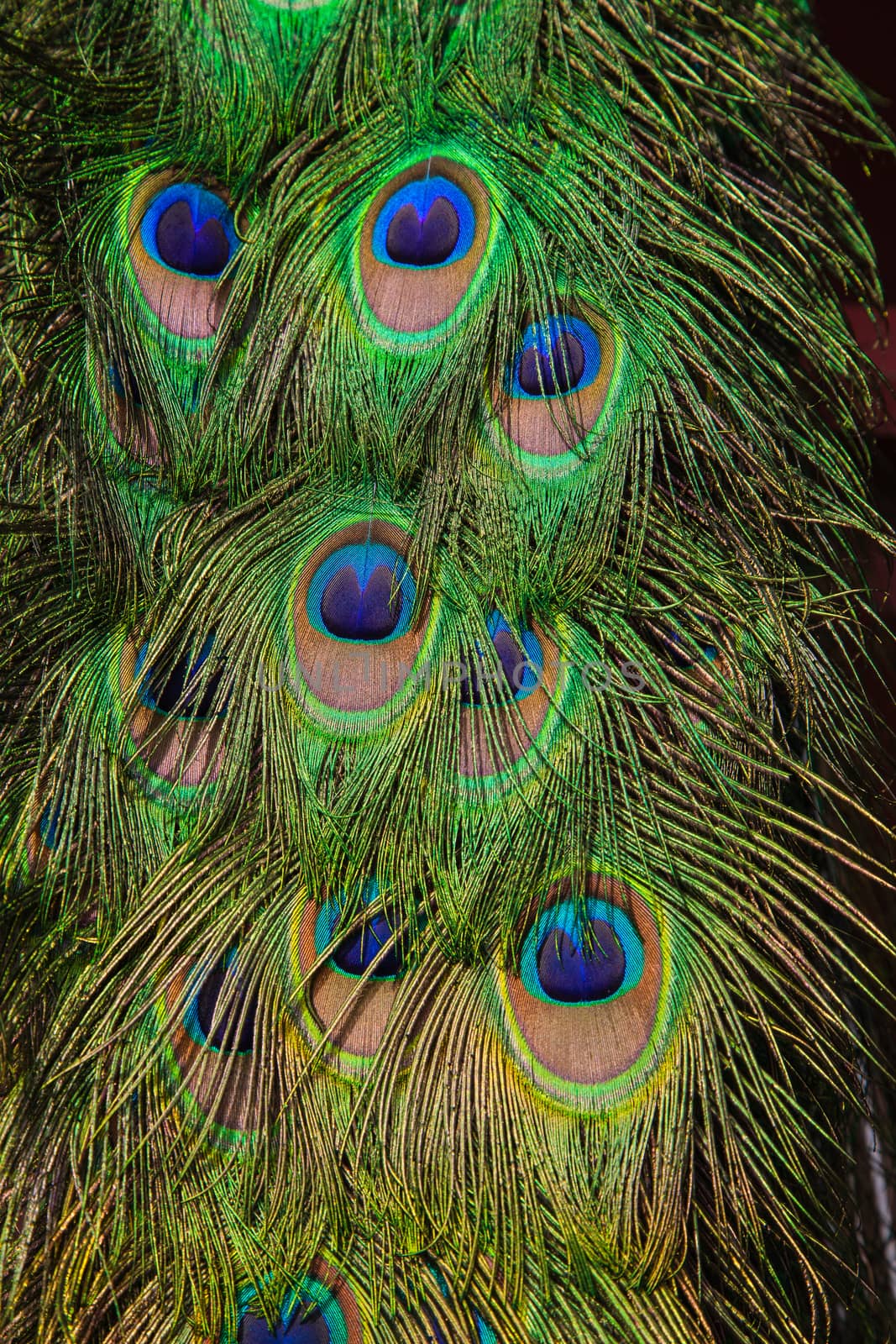 Close up of peacock feathers. Beautiful iridescent colours, green and blue and pink. High quality photo