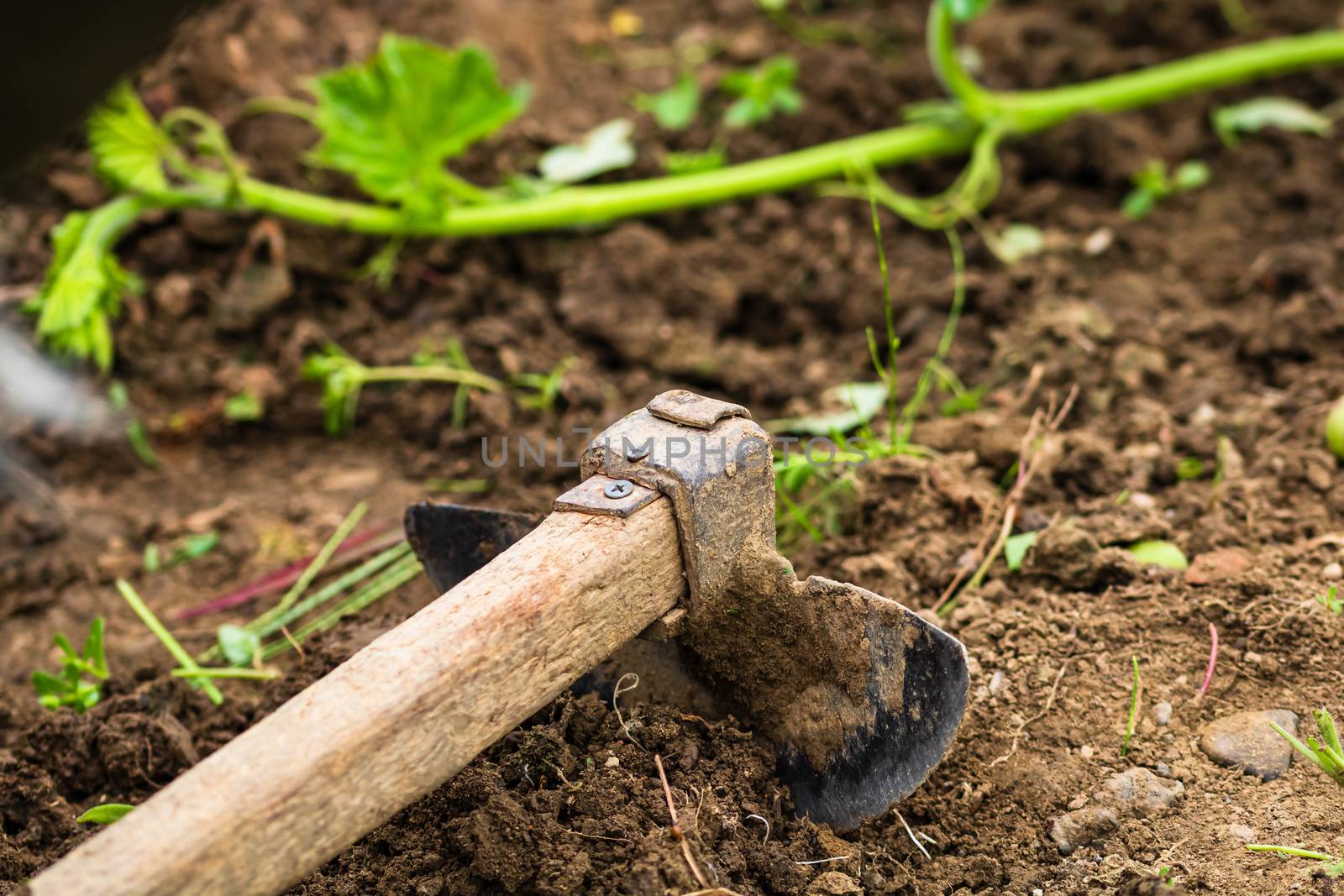 Close up of hoe tool for digging isolated in garden on the groun by vladispas