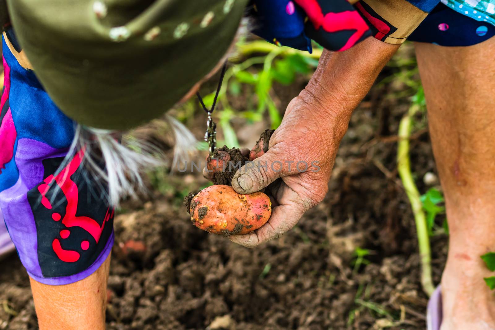 Dirty hard worked and wrinkled hands holding fresh organic potatoes. Old woman holding harvested potatoes in hands.