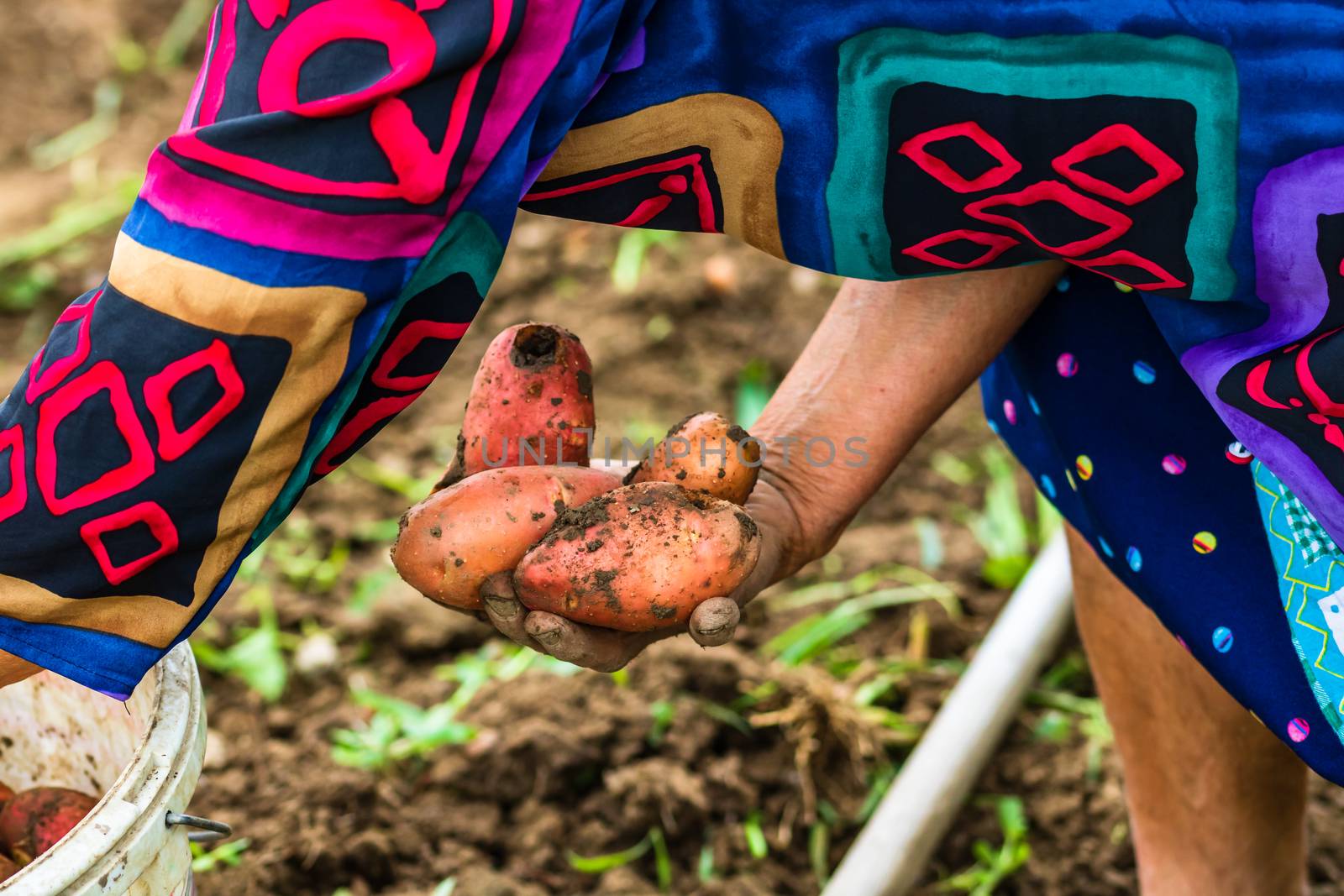 Dirty hard worked and wrinkled hands holding fresh organic potatoes. Old woman holding harvested potatoes in hands.