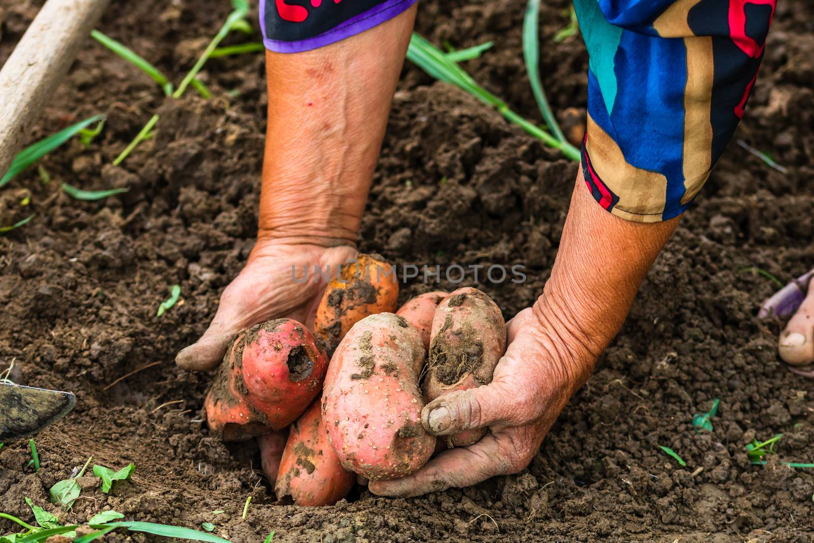 Dirty hard worked and wrinkled hands holding fresh organic potatoes. Old woman holding harvested potatoes in hands.