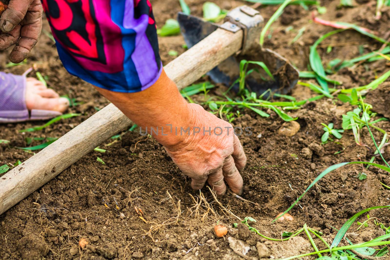 Harvesting and digging potatoes with hoe and hand in garden. Digging organic potatoes by dirty hard worked and wrinkled hand .