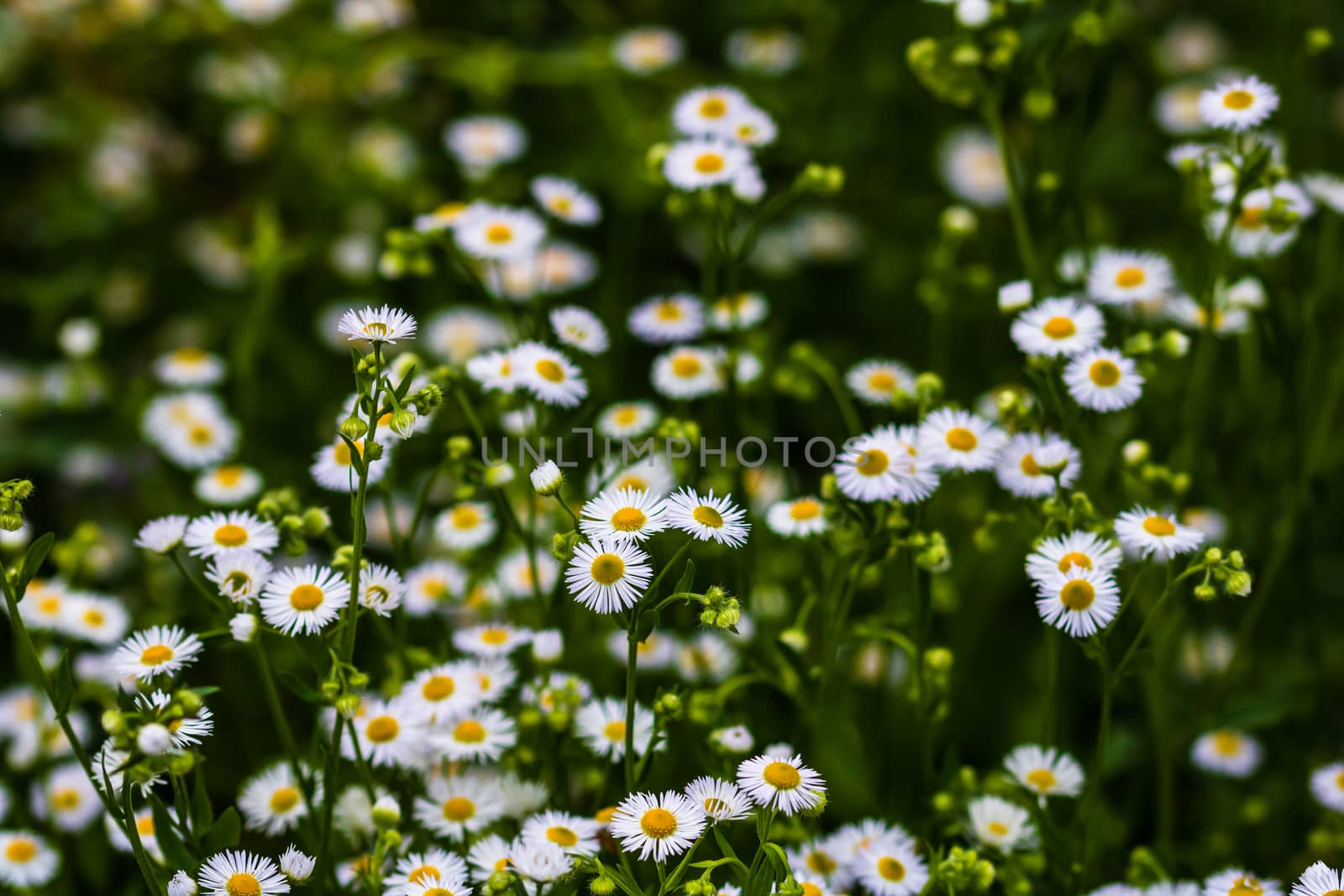 Selective focus of wild white flowers in forest.