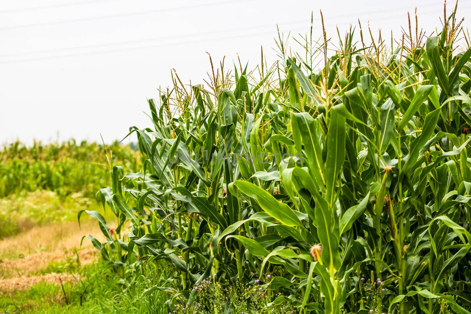 Sun lights over a green corn field growing, detail of green corn by vladispas