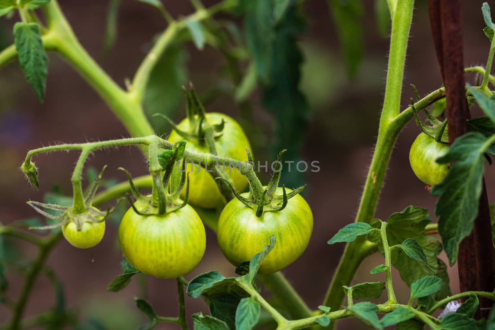 Unripe raw green tomatoes on a branch growing in the garden. by vladispas