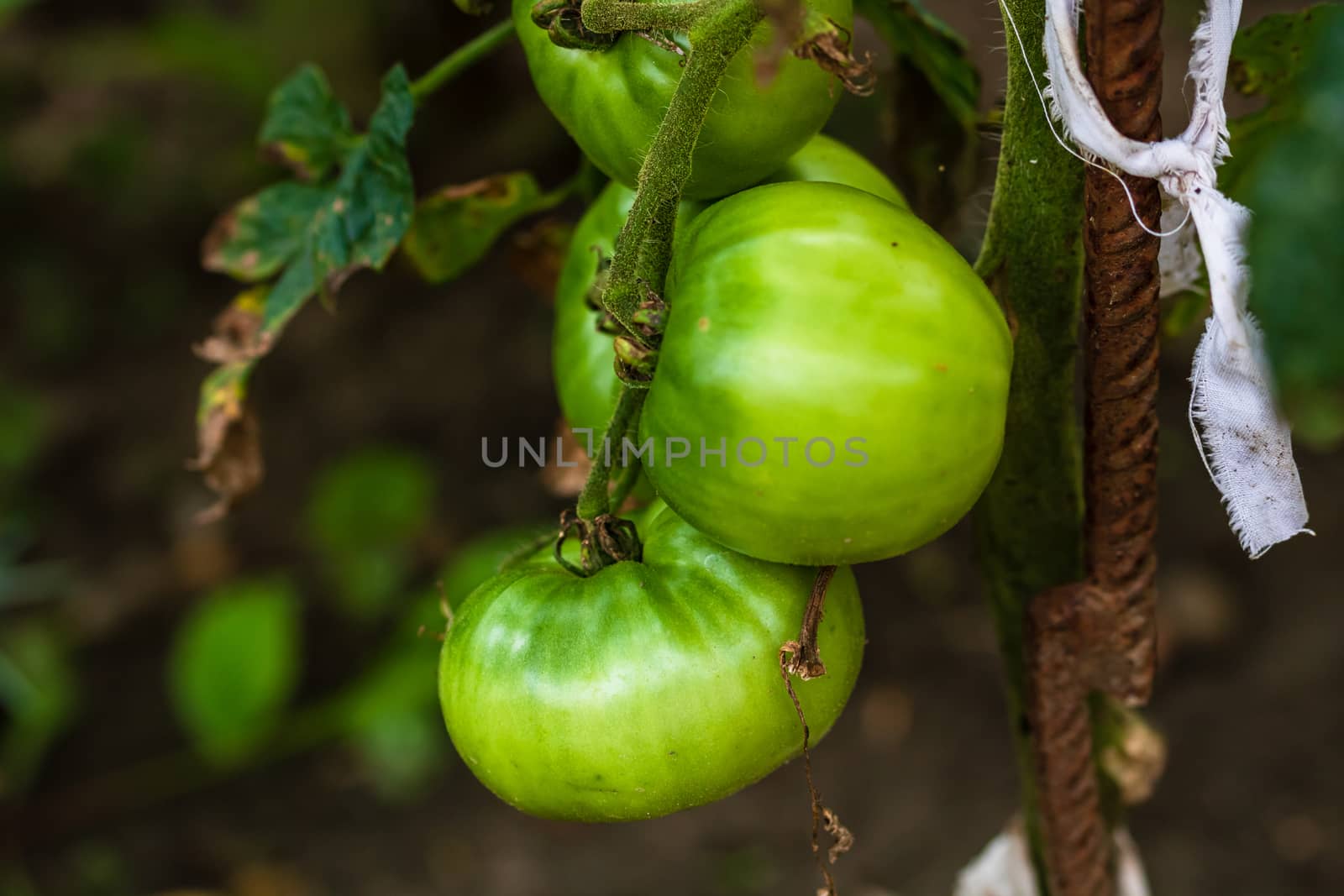 Unripe raw green tomatoes on a branch growing in the garden. by vladispas