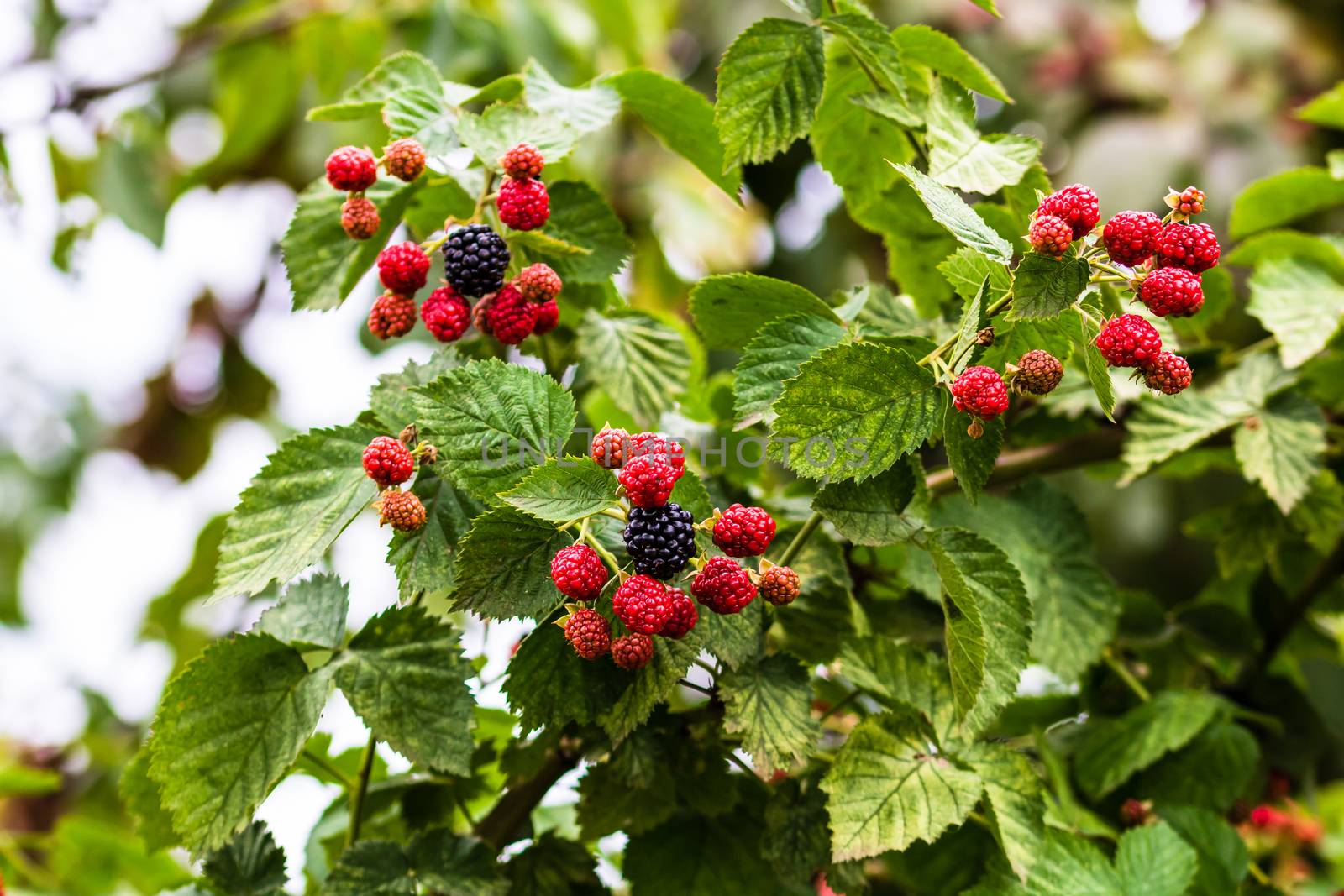 Close up photo of unripe and ripe blackberry fruits on a shrub i by vladispas