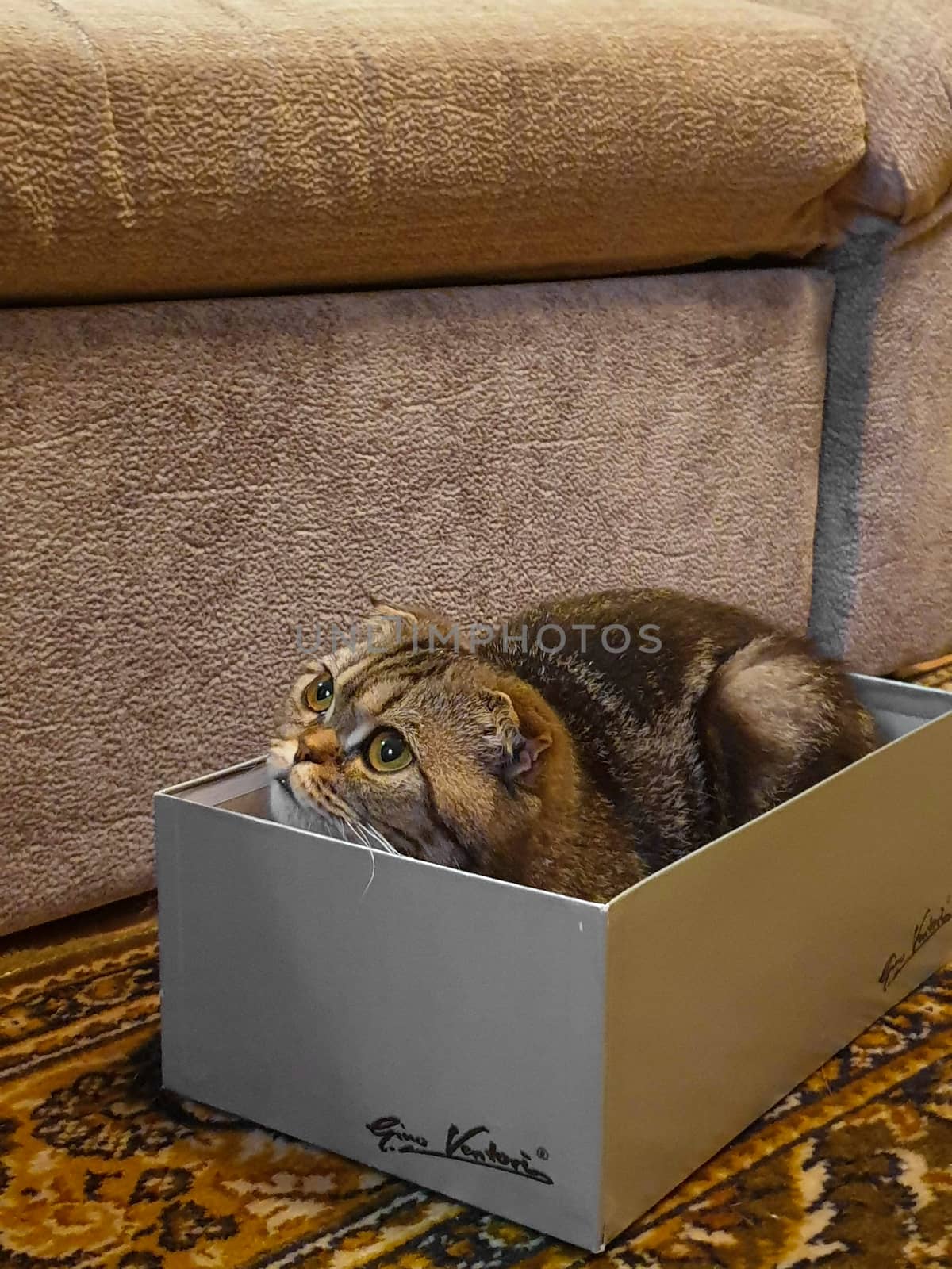 THERE IS A CUTE CAT INSIDE OF THE SHOE BOX