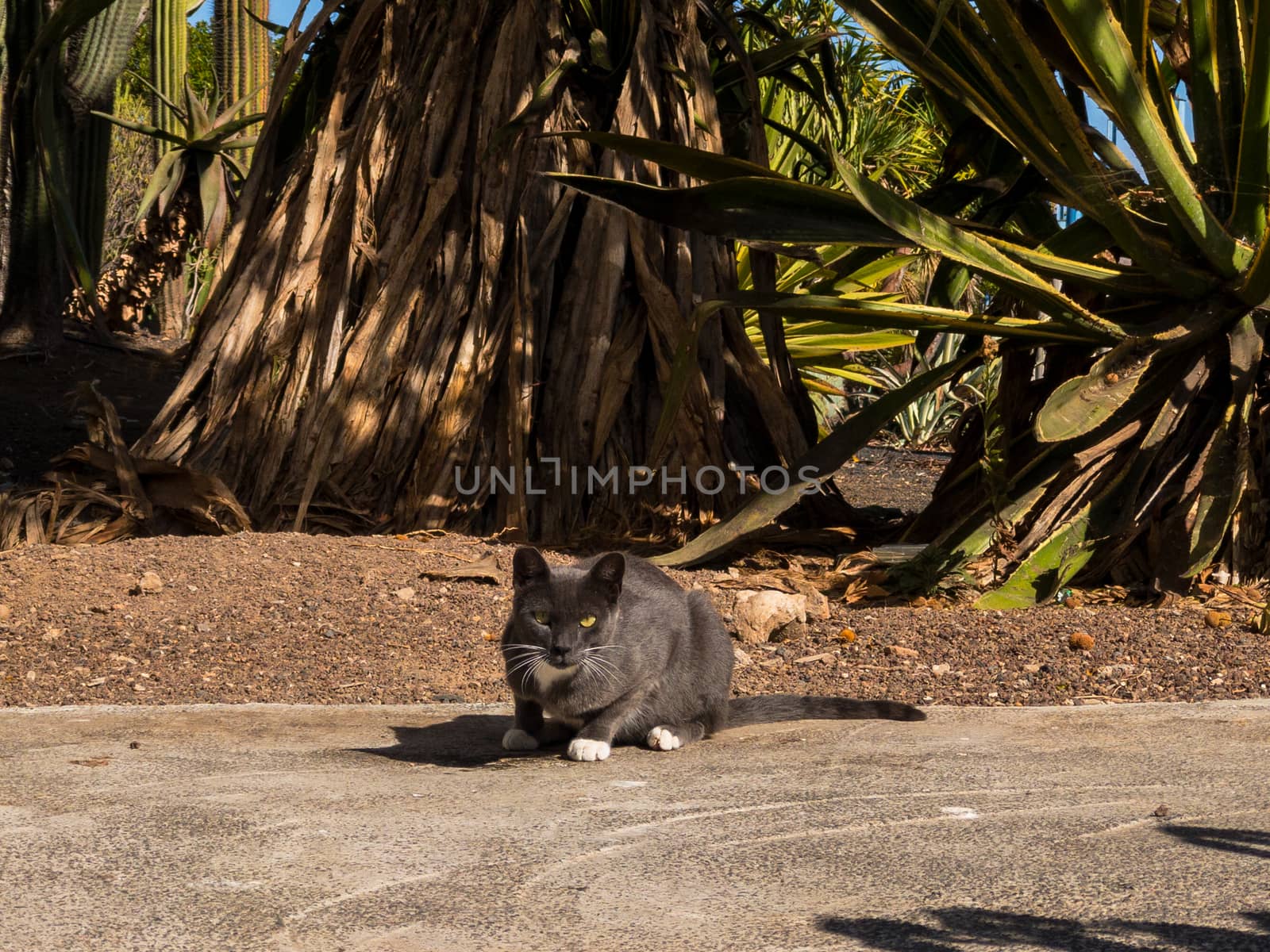 THE GREY CAT WITH WHITE SHOES IS LOOKING AT YOU