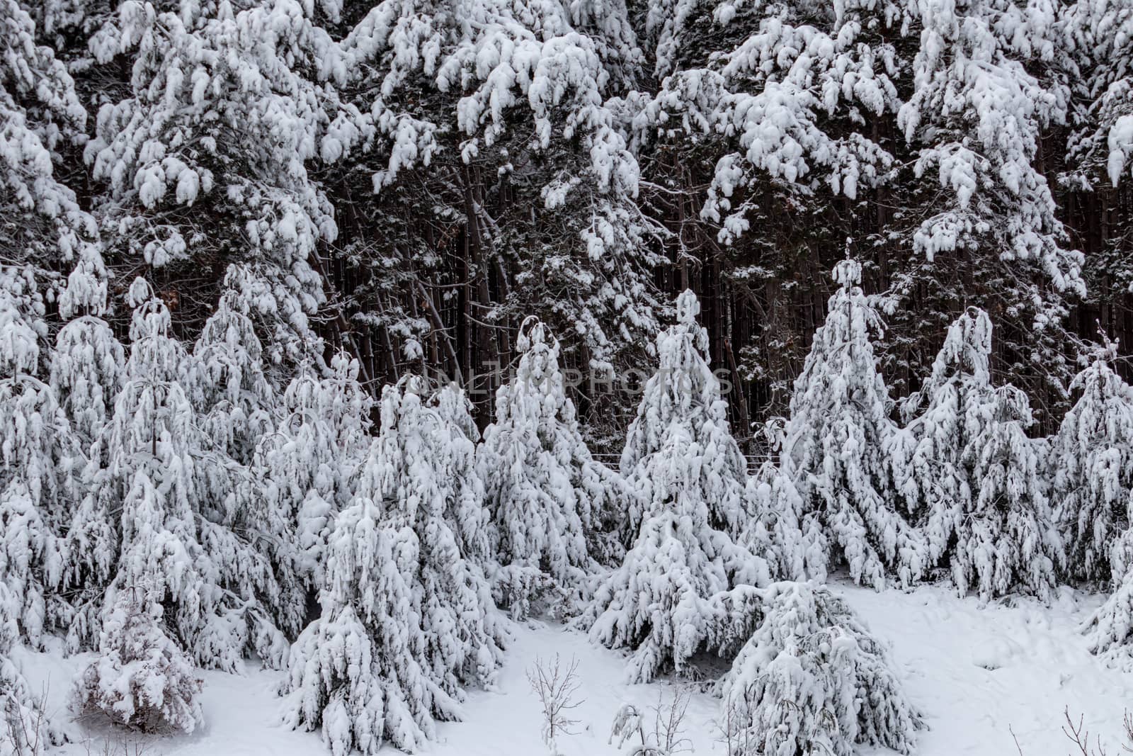 Evergreen trees at the treeline of a forest are weighed down by a heavy layer of snow in the winter.