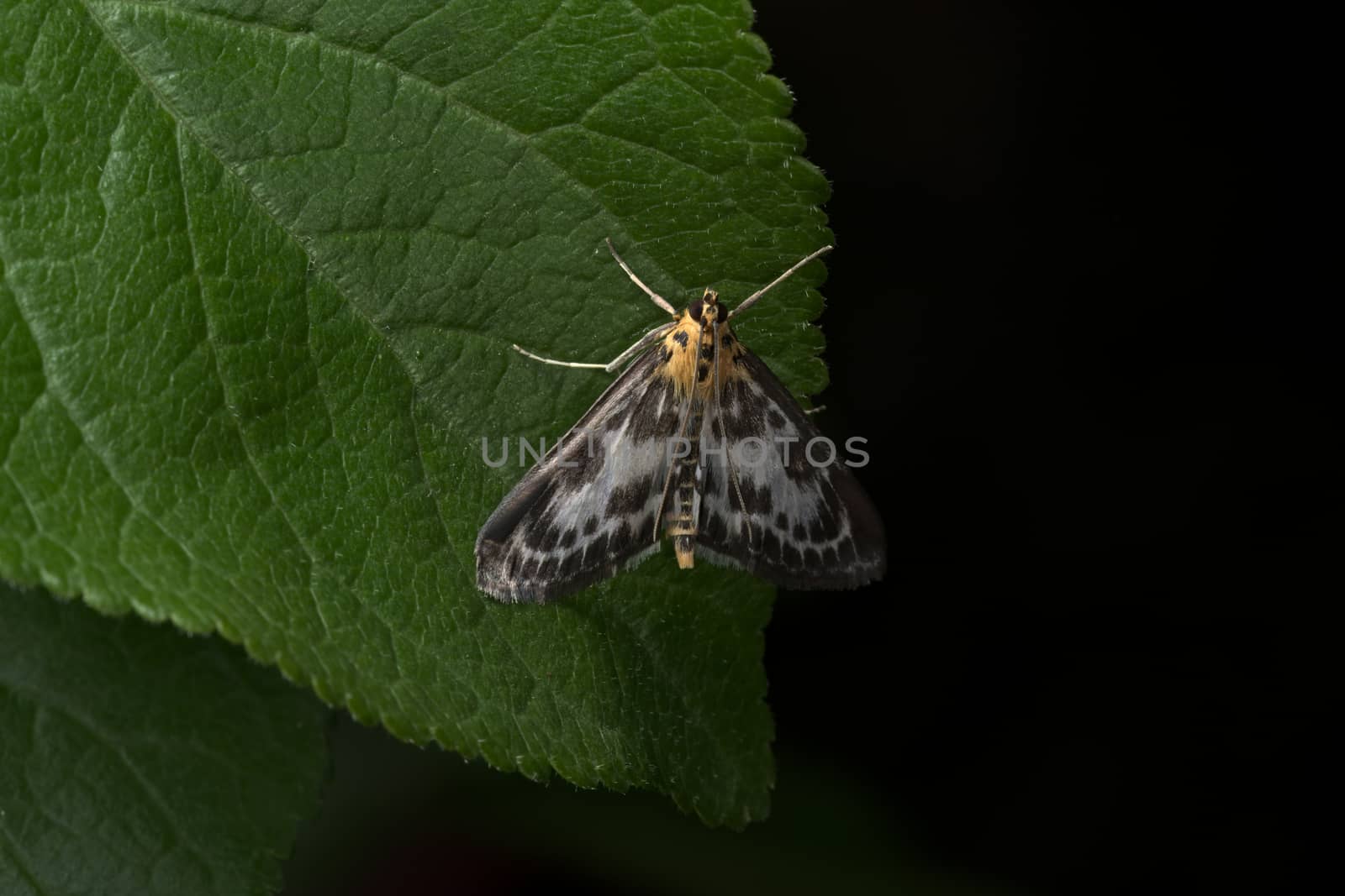 Orange, white and black magpie moth with long antennae perches on a wide dark green leaf against a plain back background. Small moth with black eyes.