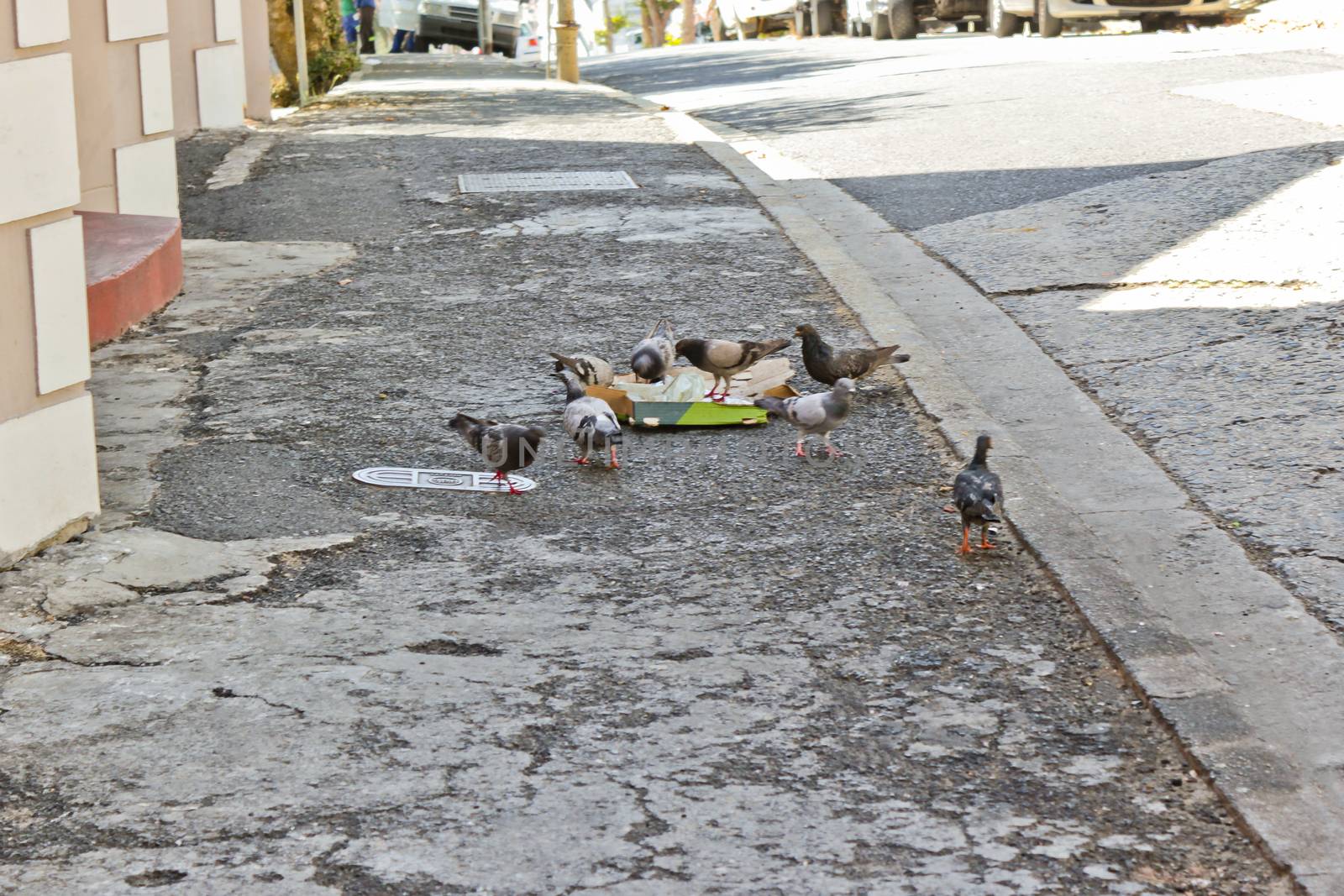 Pigeons eat fast food pizza in Cape Town, South Africa. by Arkadij