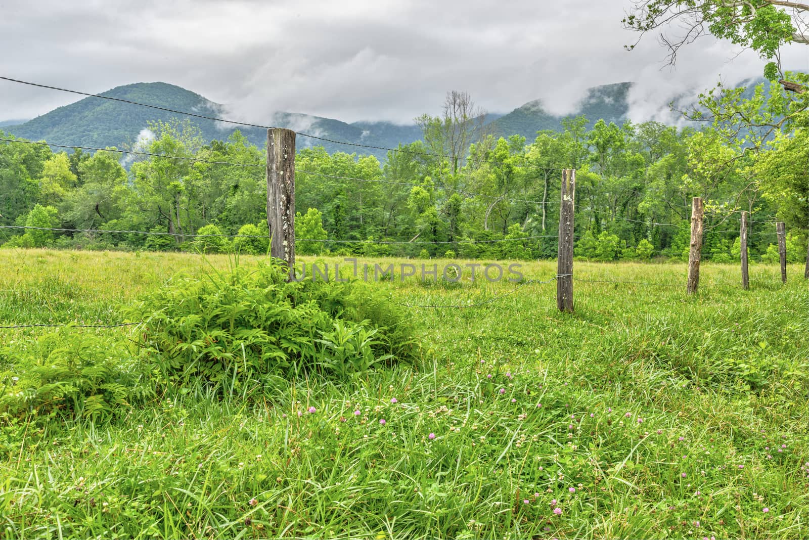 Horizontal shot of a beautiful Smoky Mountain Cloudy Morning looking across a green field toward the mountains.