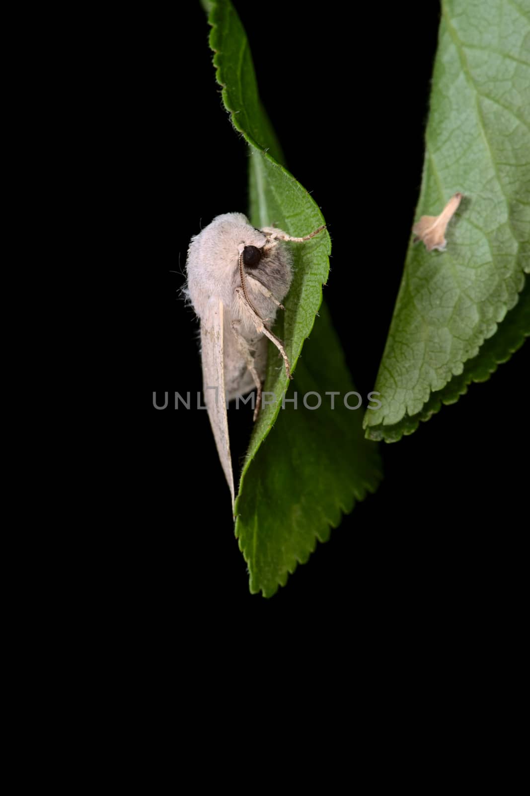 Bright cream colored moth clings to vibrant green leaf in this image with a black plain background. Deep black eyes, and a birch seed on adjacent leaf