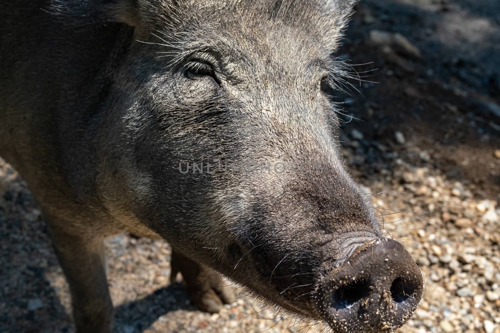 The face of a wild boar, a pig of the species Sus scrofa, is seen up close, showing the detail of her hair and sand stuck to her snout.