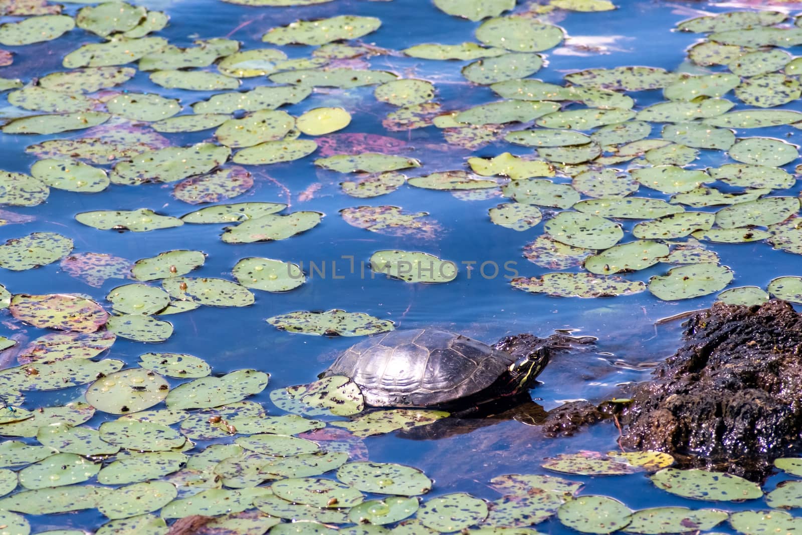 A painted turtle rests in the sun on a rock in the water of a pond, surrounded by lily pads.