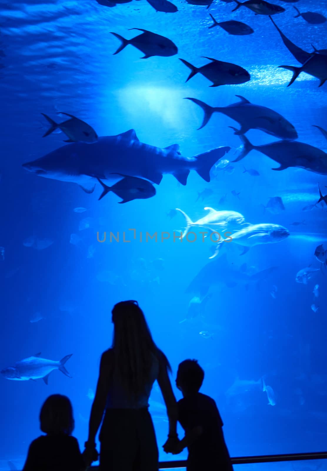 Woman with two children watching fish, sharks, blue, light, blue