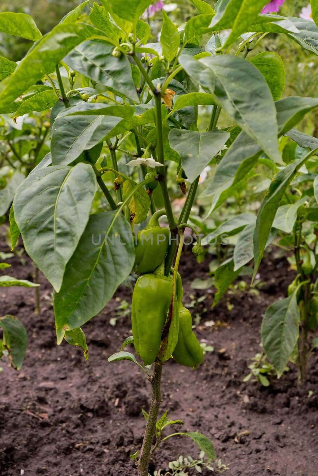 Bell pepper grows in the garden. Green pepper.