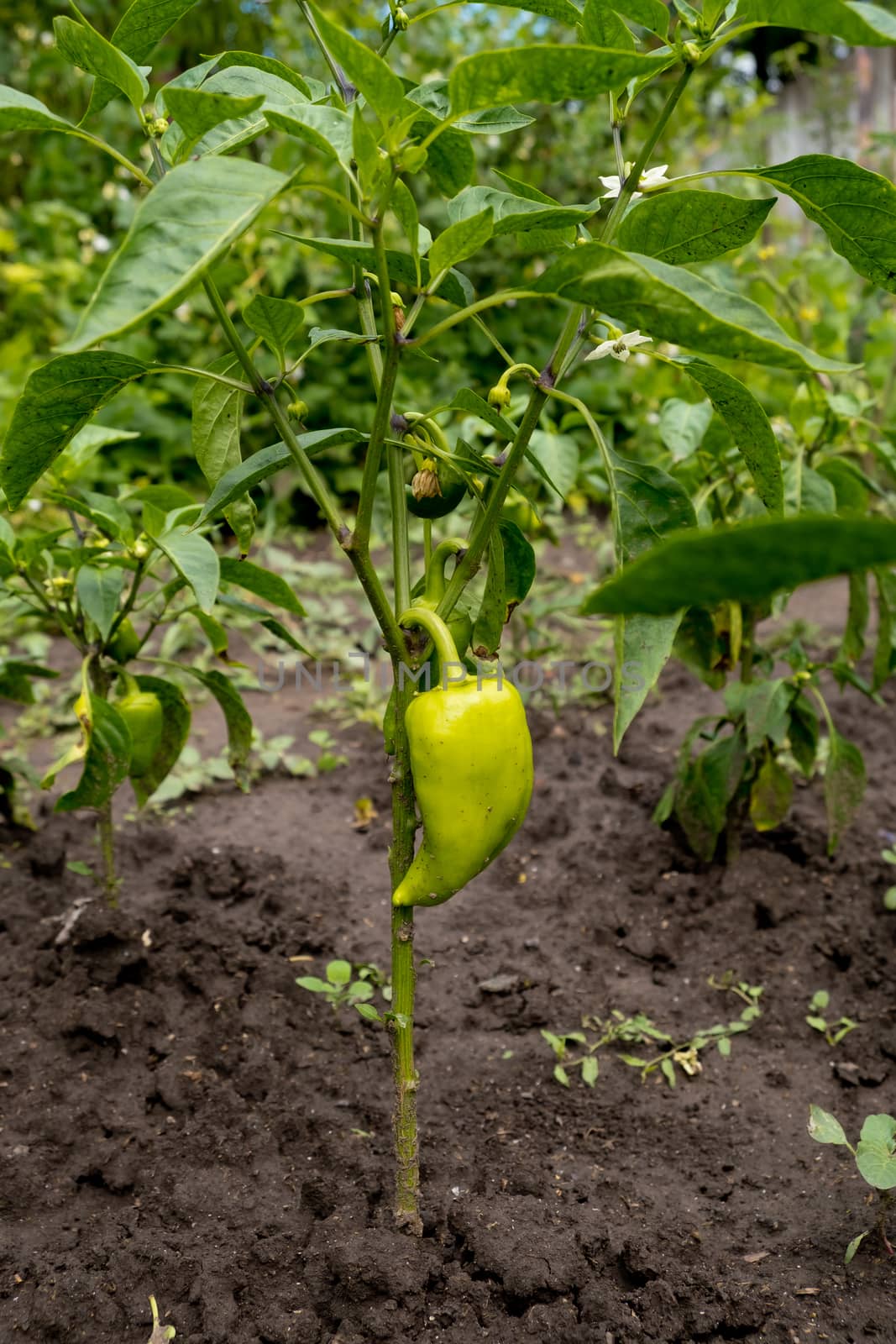 Bell pepper grows in the garden. Green pepper.