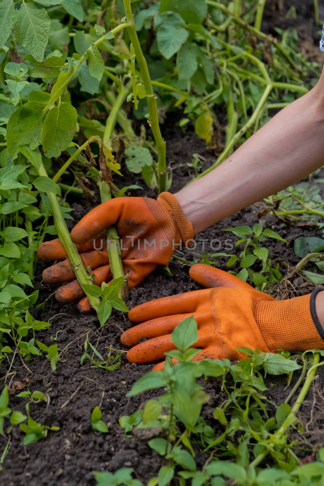 Collection of fresh raw potatoes. A farmer in orange gloves harvests potatoes. by leonik