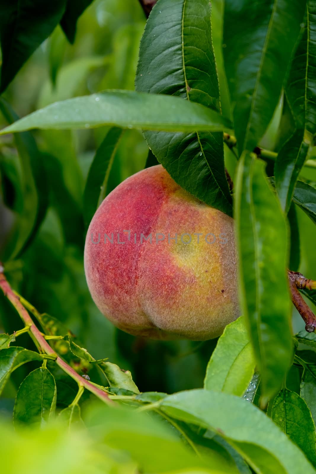 Ripe peach on a tree among the foliage.