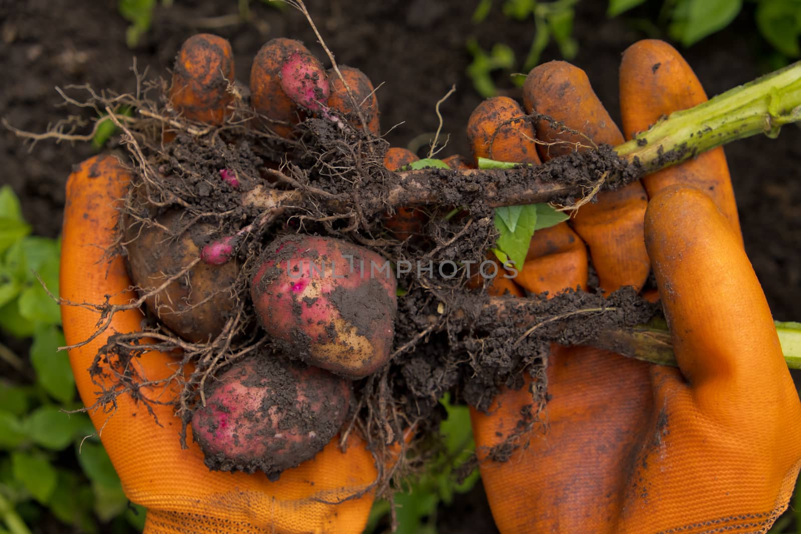 Collection of fresh raw potatoes. A farmer in orange gloves harvests potatoes. Closeup.