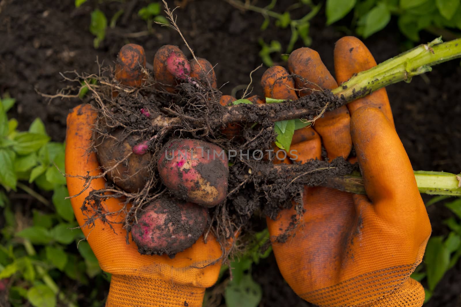 Collection of fresh raw potatoes. A farmer in orange gloves harvests potatoes. Closeup. by leonik