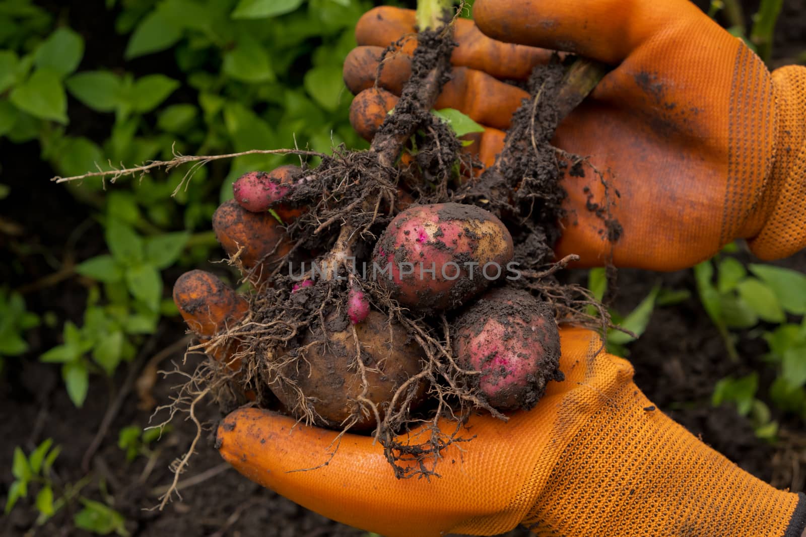 Collection of fresh raw potatoes. A farmer in orange gloves harvests potatoes. Closeup.