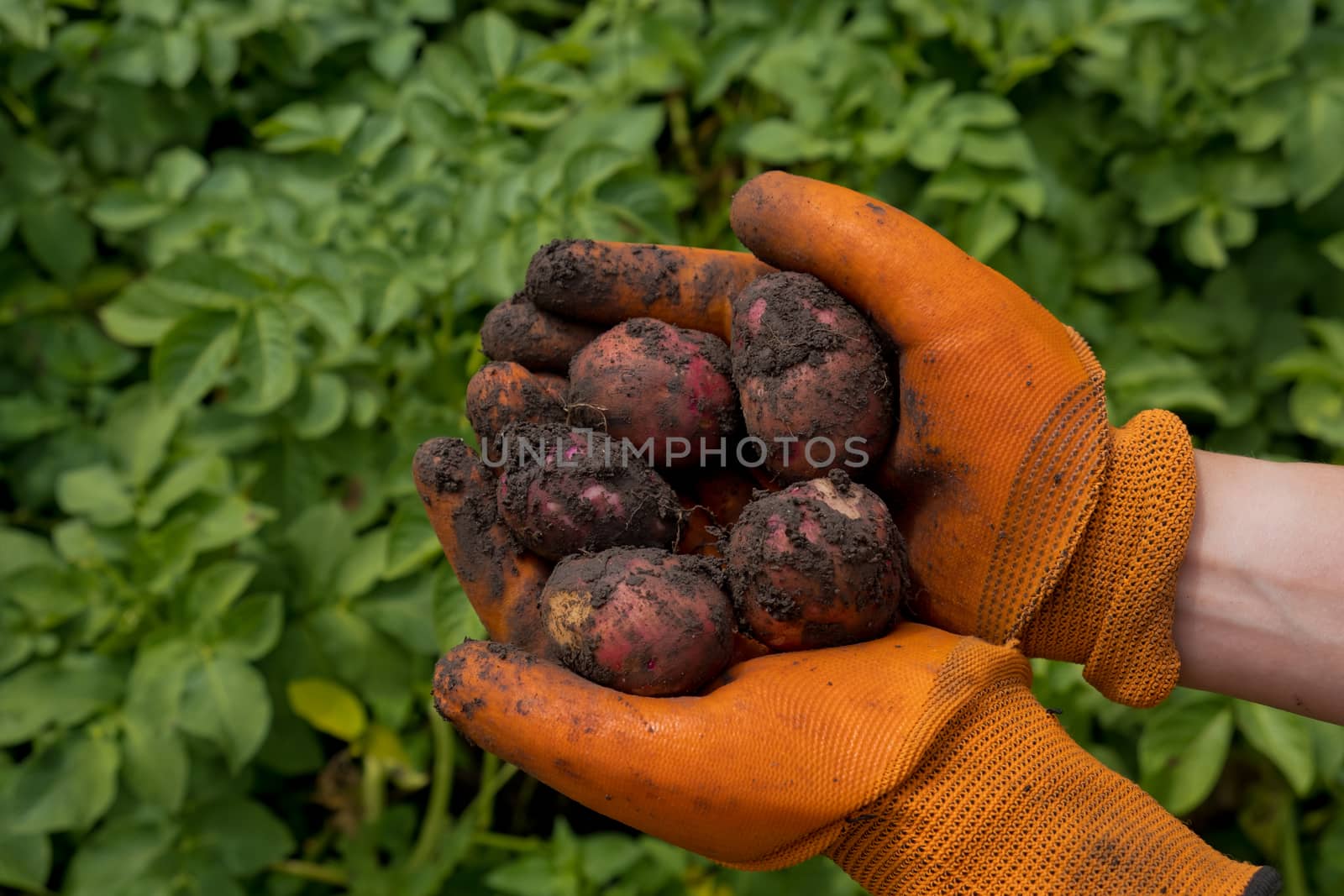 A farmer in orange gloves harvests potatoes. Collection of fresh raw potatoes. Closeup. by leonik