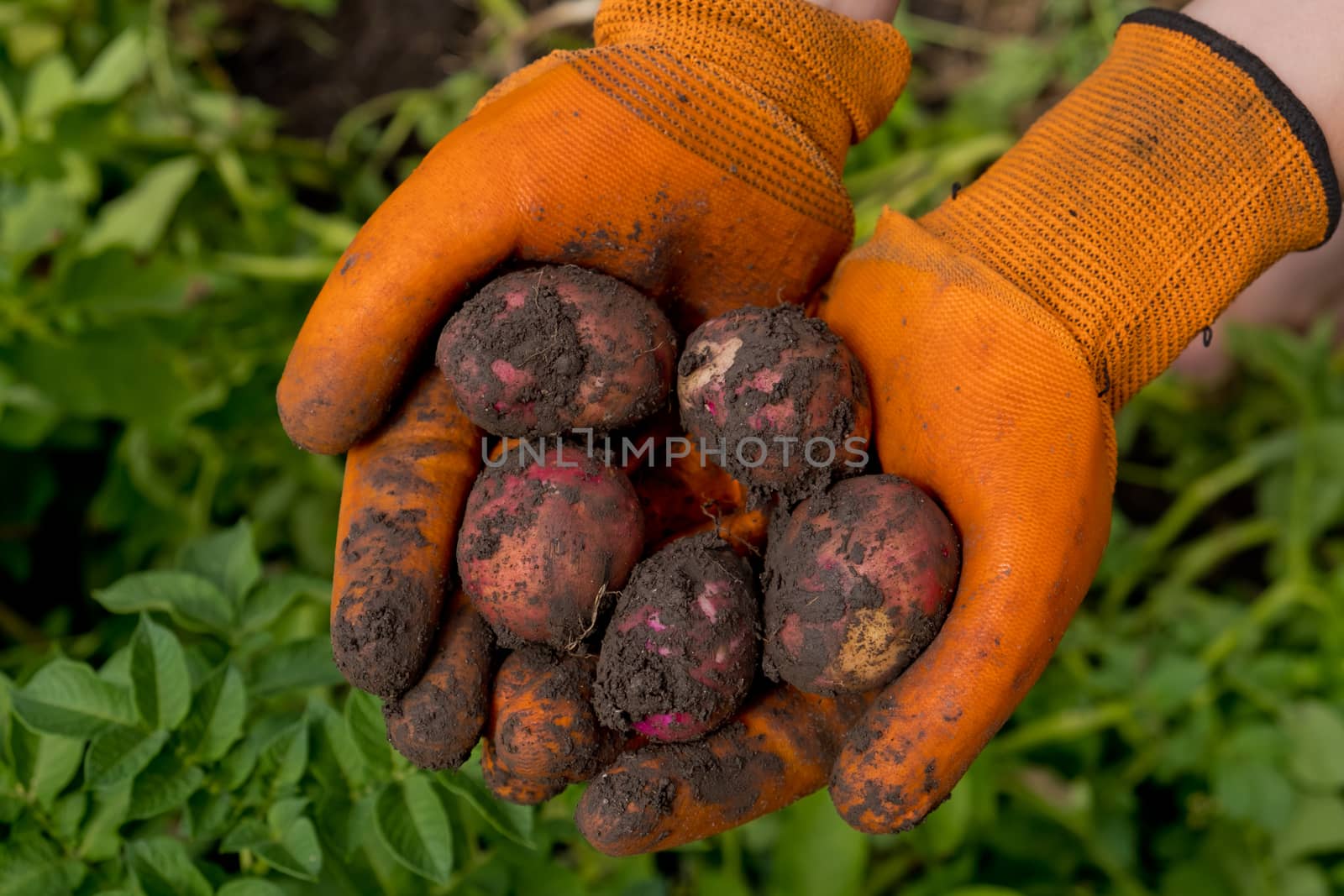 A farmer in orange gloves harvests potatoes. Collection of fresh raw potatoes. Closeup. by leonik