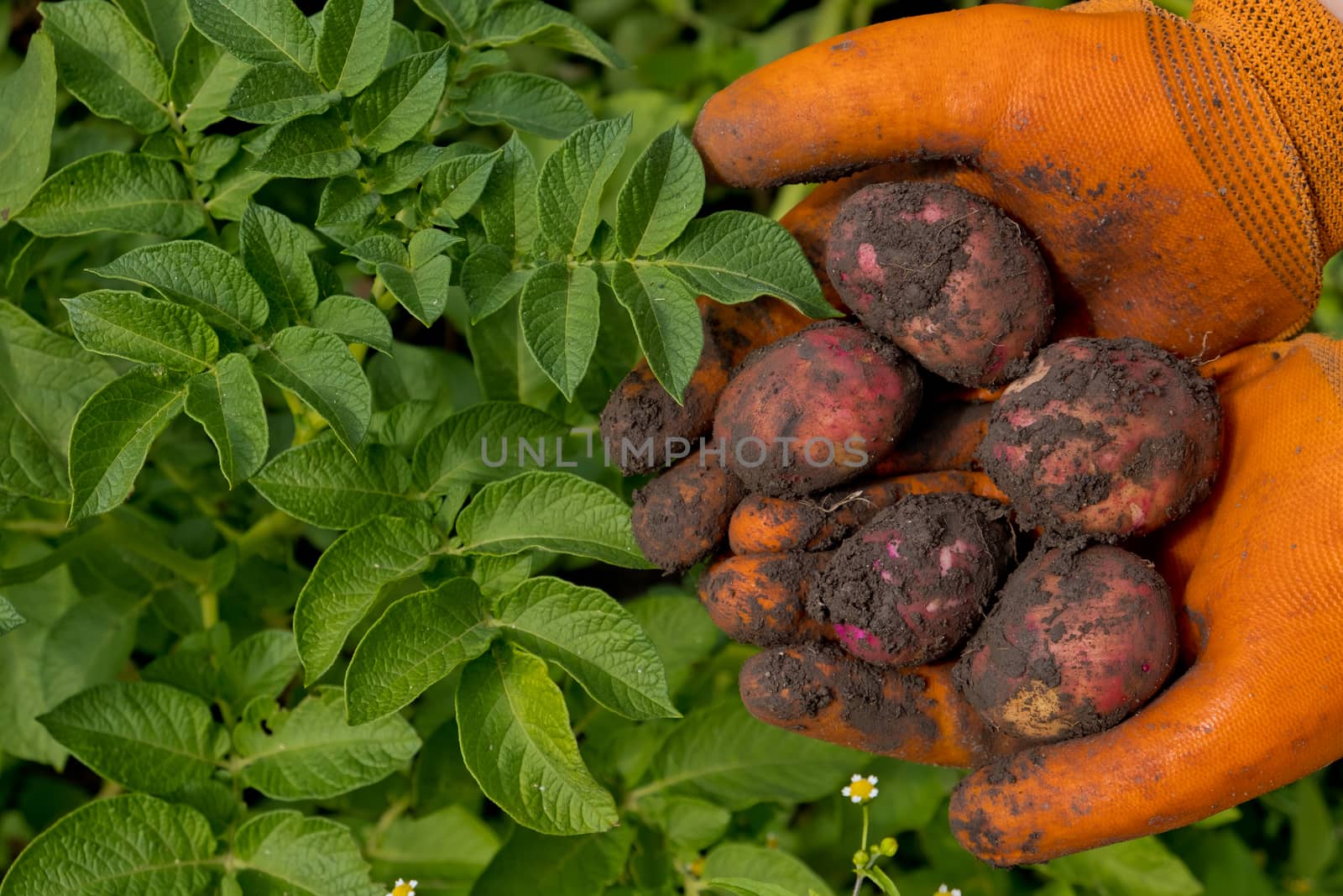 A farmer in orange gloves harvests potatoes. Collection of fresh raw potatoes. Closeup.