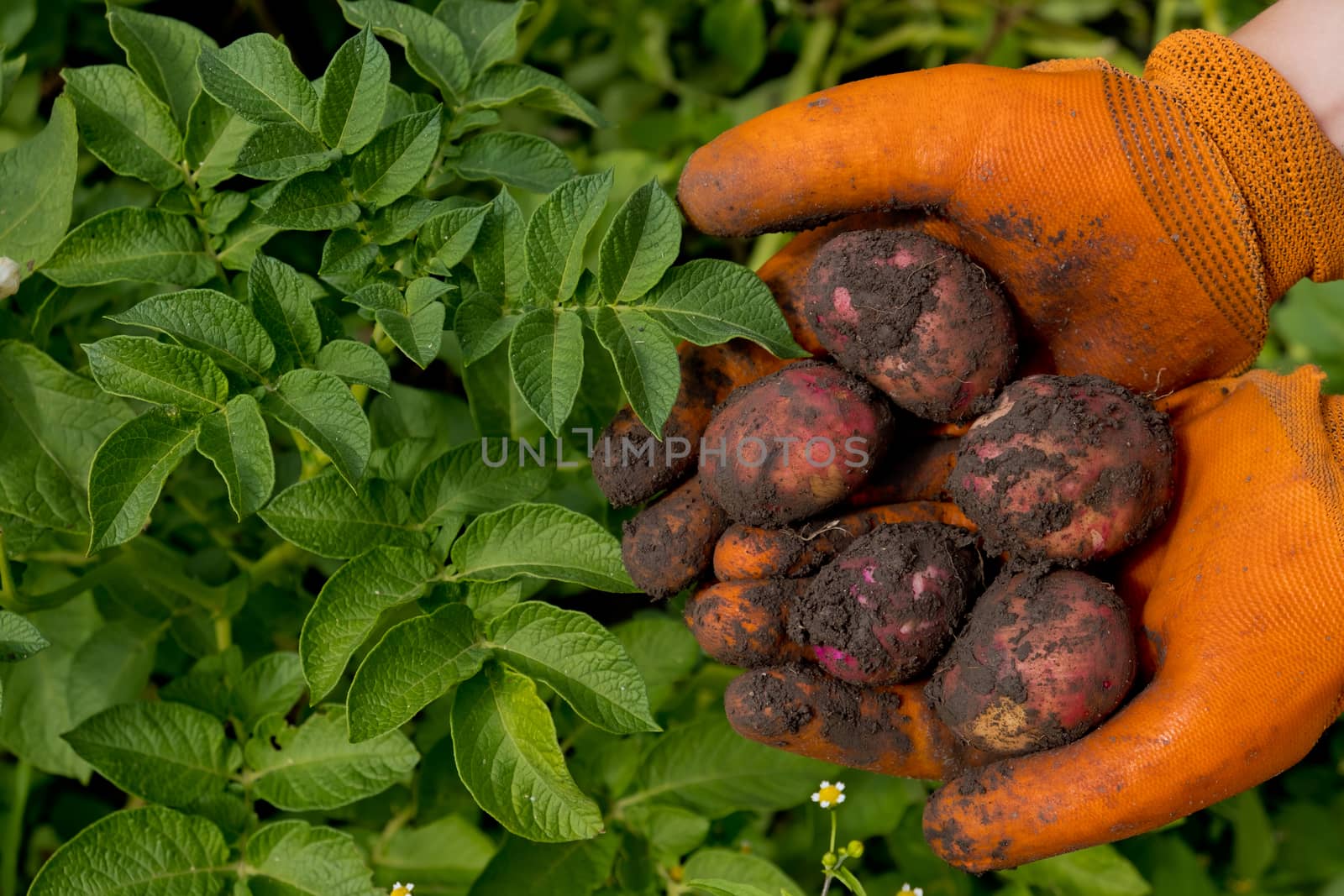 A farmer in orange gloves harvests potatoes. Collection of fresh raw potatoes. Closeup. by leonik