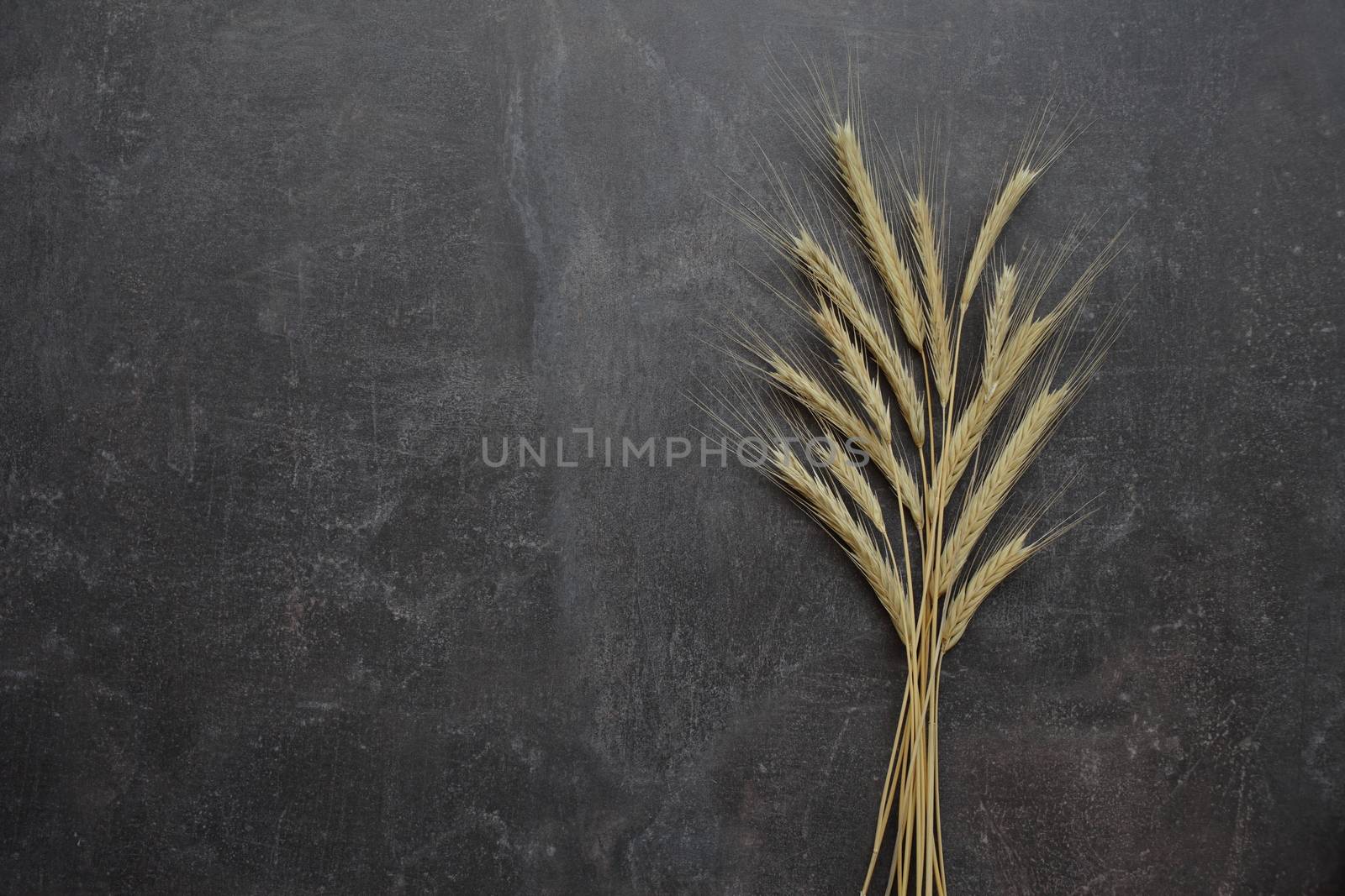 Ears of wheat on a gray background. Top view, grain. Ripe wheat. For baking bread. High quality photo