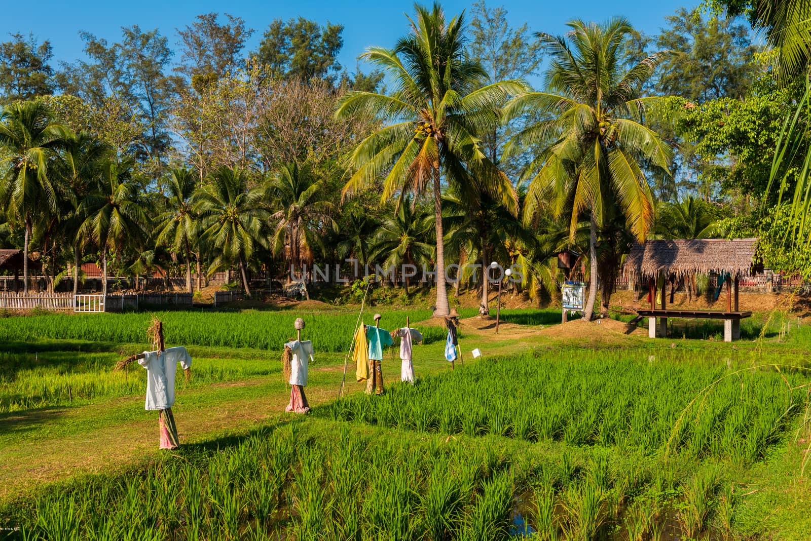 A line of scarecrows in a traditional Malaysian rice paddy