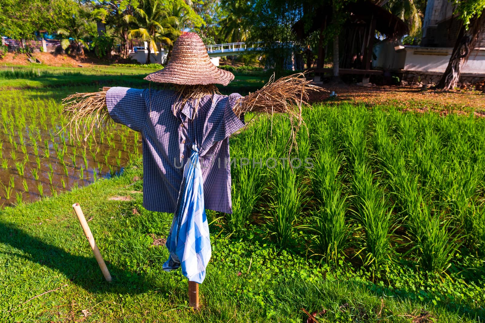 Scarecrow in a Rice Field by jfbenning