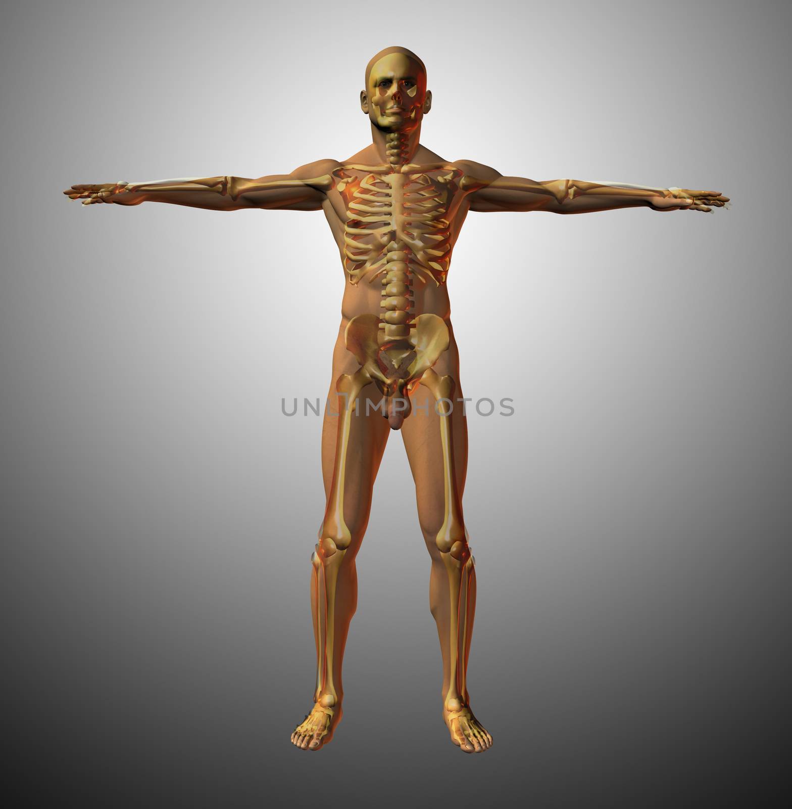 Vitruvian man interpretation. Anatomy