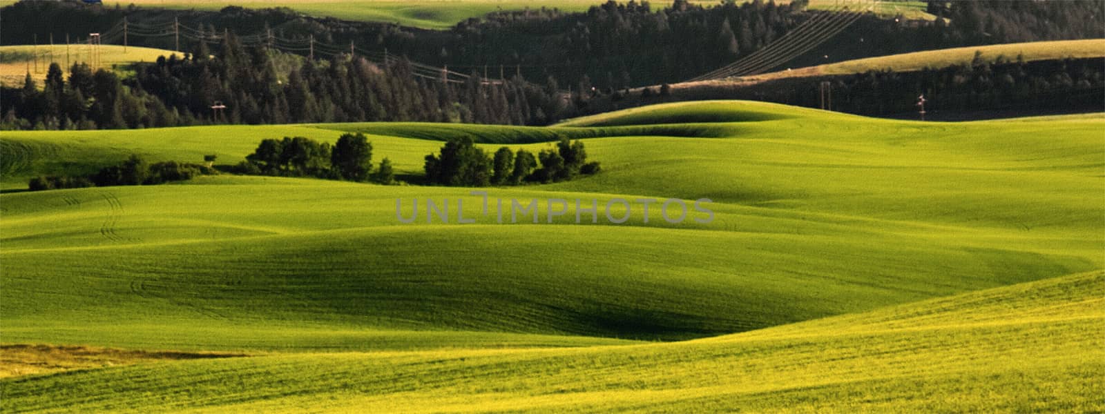 Green Fields by applesstock