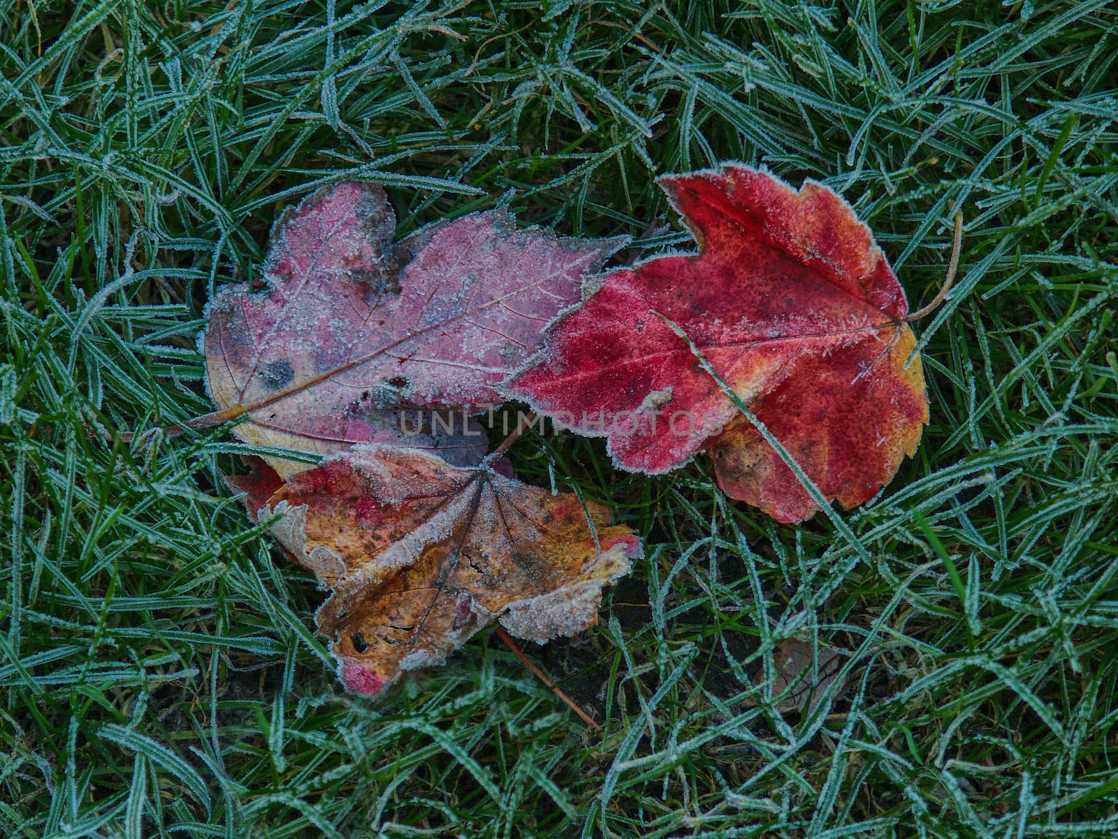 Frost on maple leaves and grass