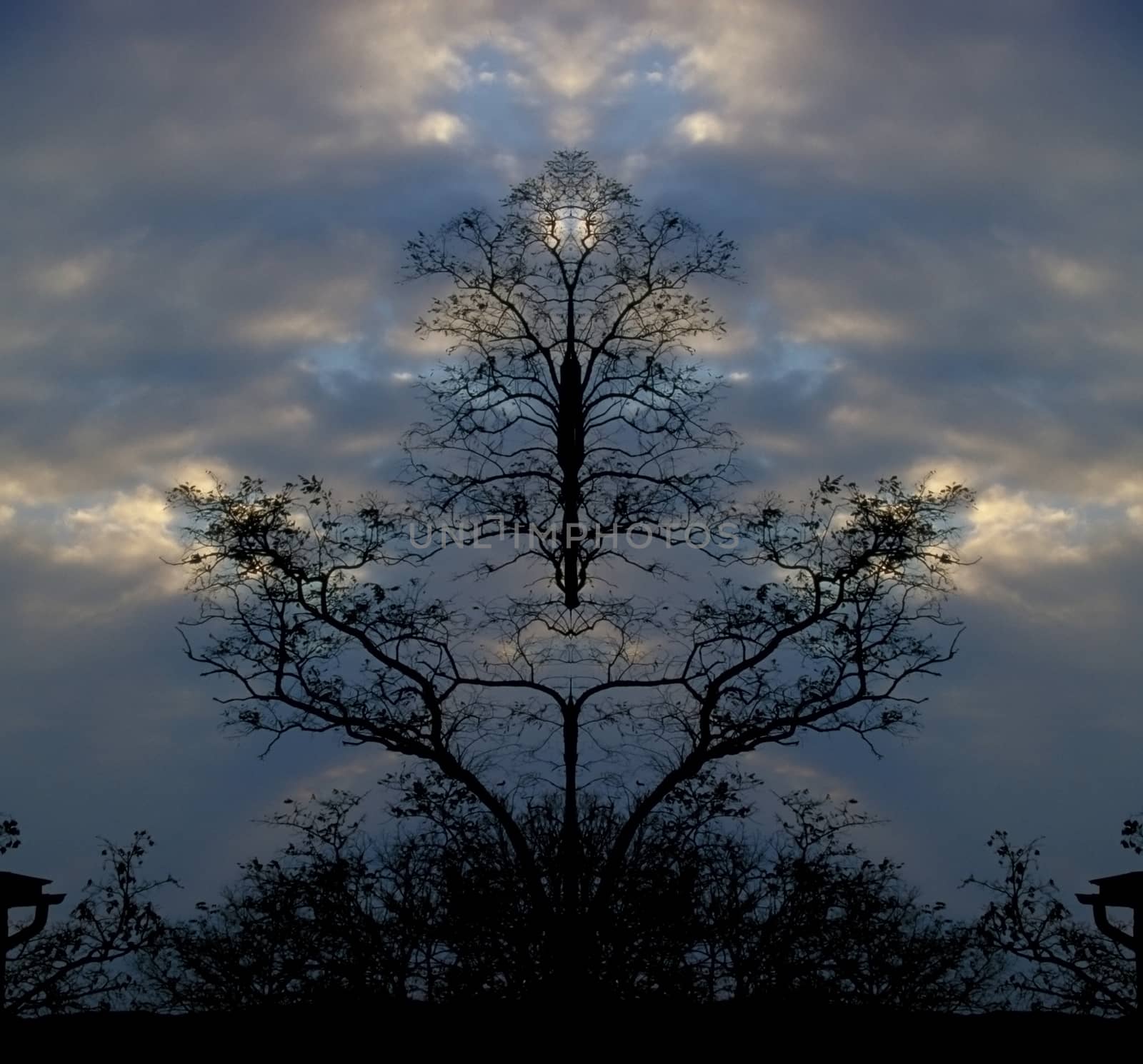 Surreal trees by applesstock