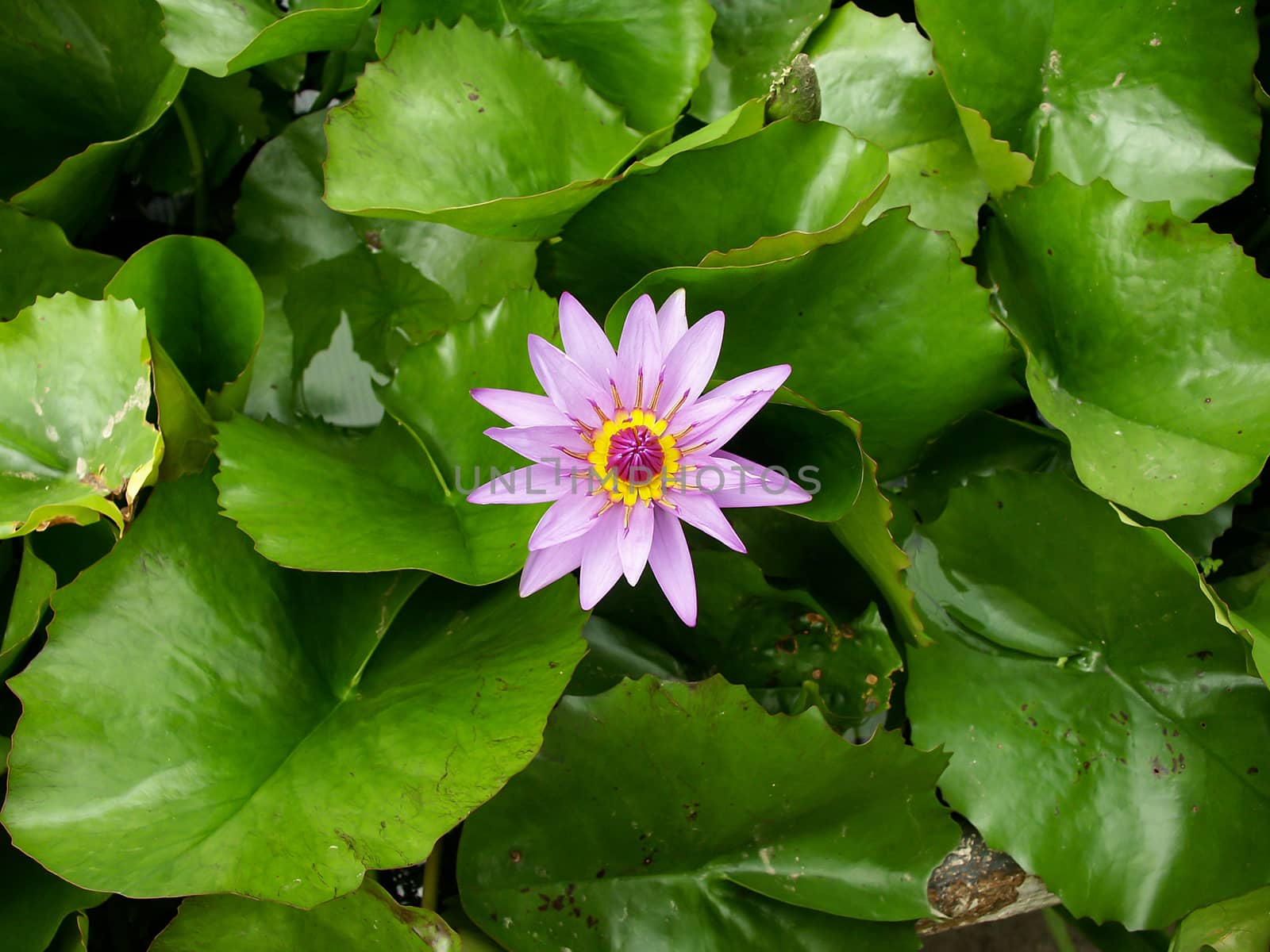 Pink lotus flower and green leafs