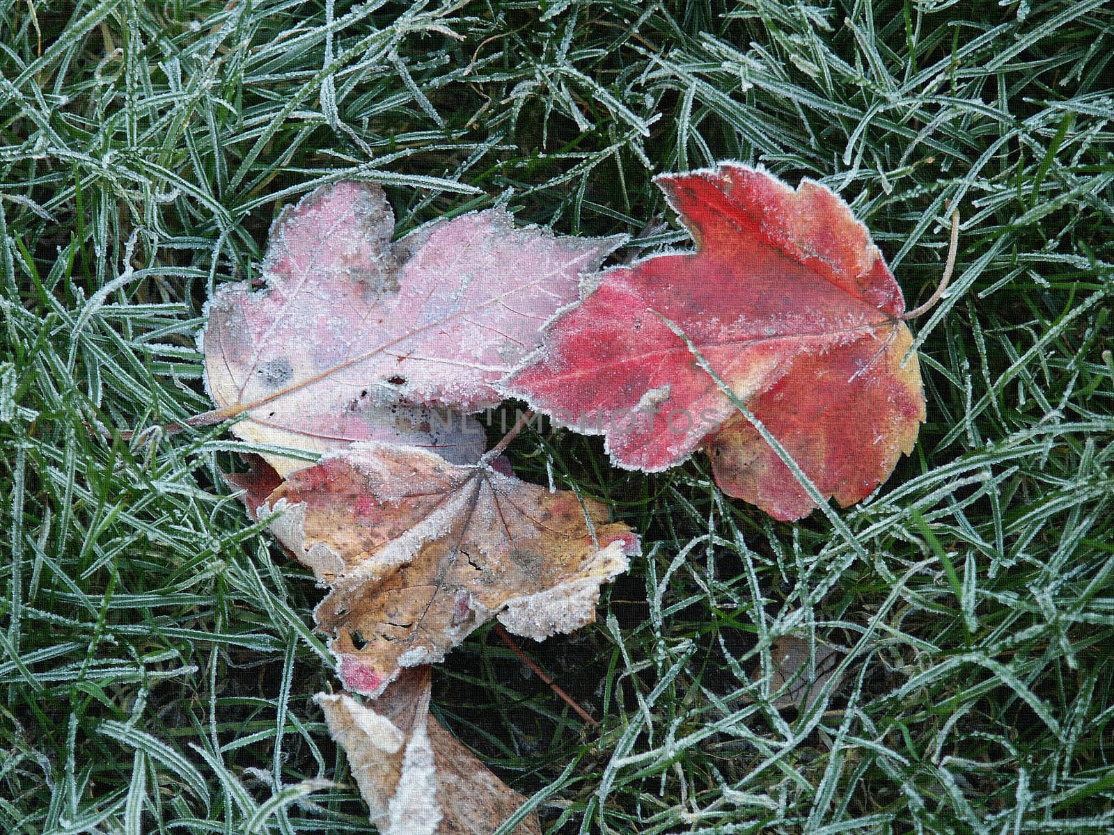 Frost on maple leaves and grass