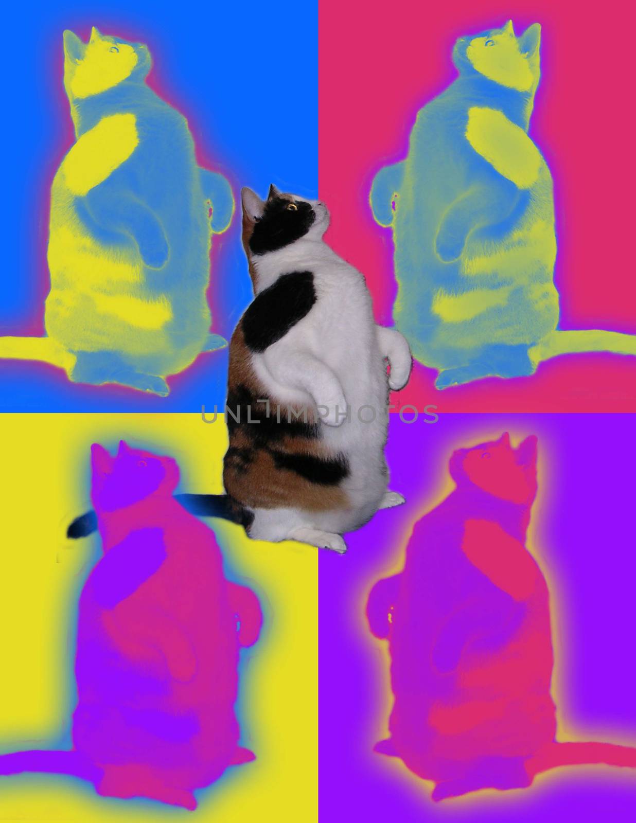 Colorful pop art. Fat cats